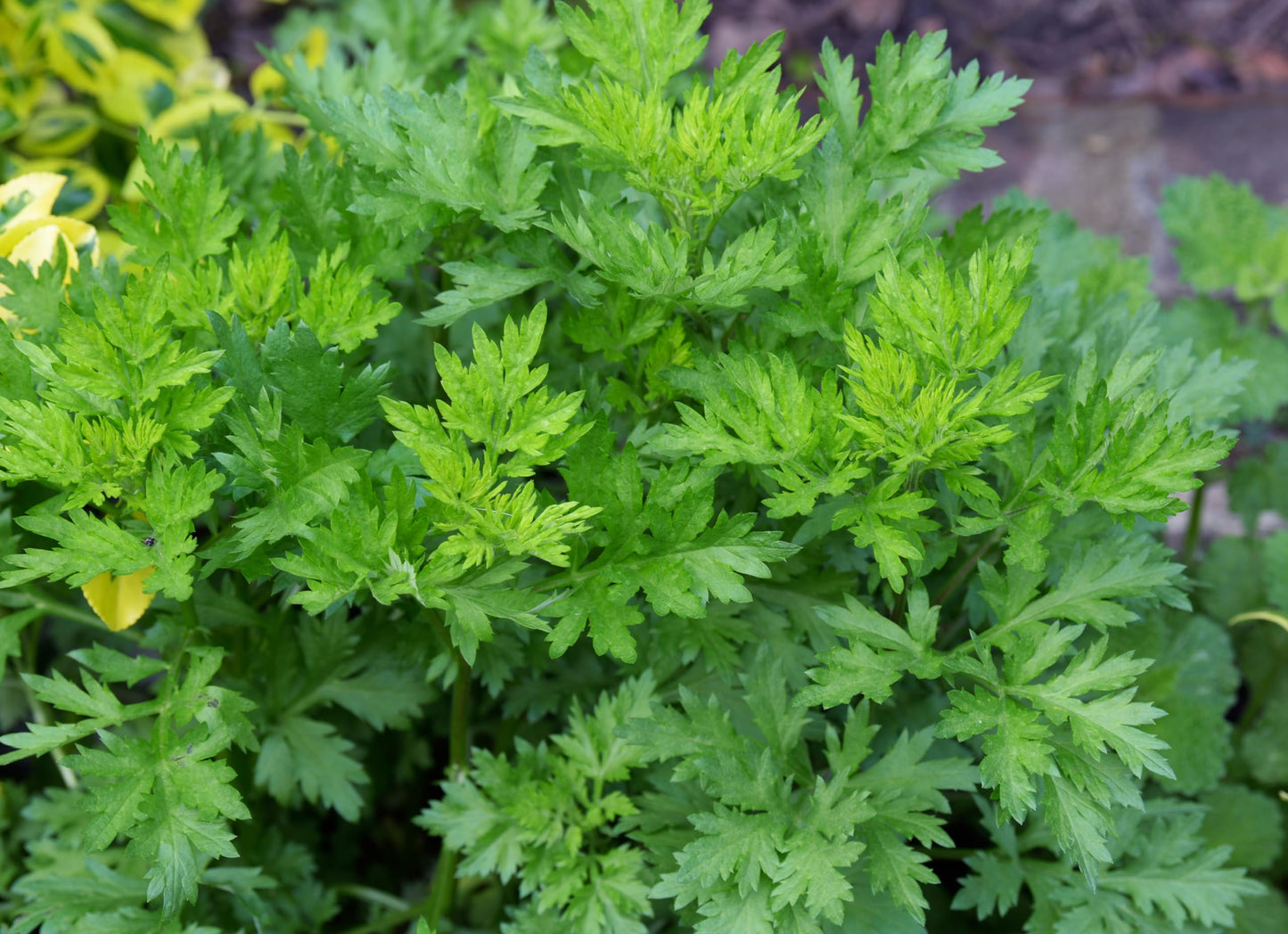 Dried Mugwort Herbal Tea, Estafiate Te, Artemisia Lose Leaves. 2 oz and 4 oz. (4 OZ)