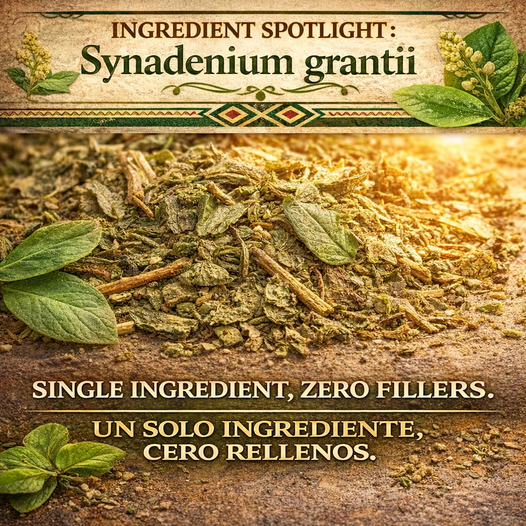 Moronel Herbal Tea (4 oz) - Premium "Planta de la Vida" (Synadenium grantii) - Wildcrafted Loose Leaf Tea from Mexico - 100% Natural, Caffeine-Free