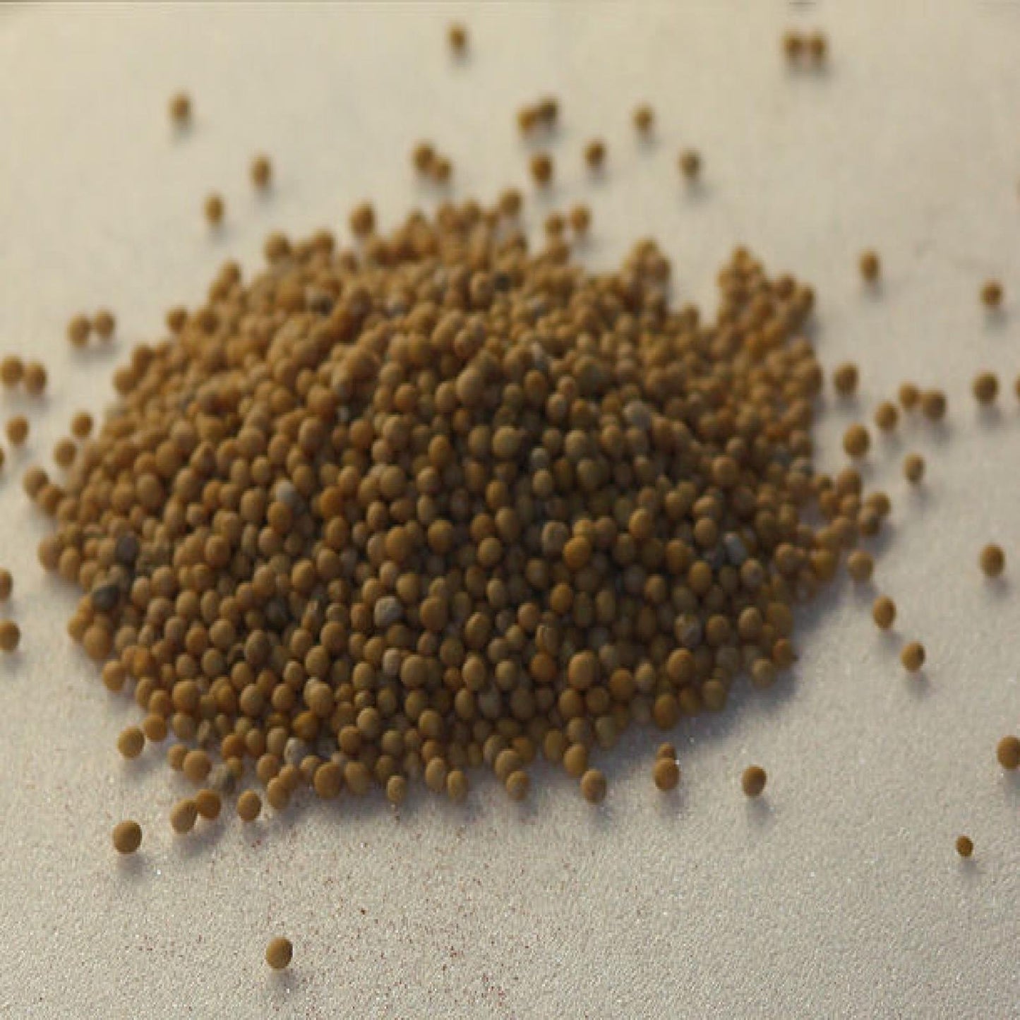 Mustard Seeds Whole - 5.01 lb