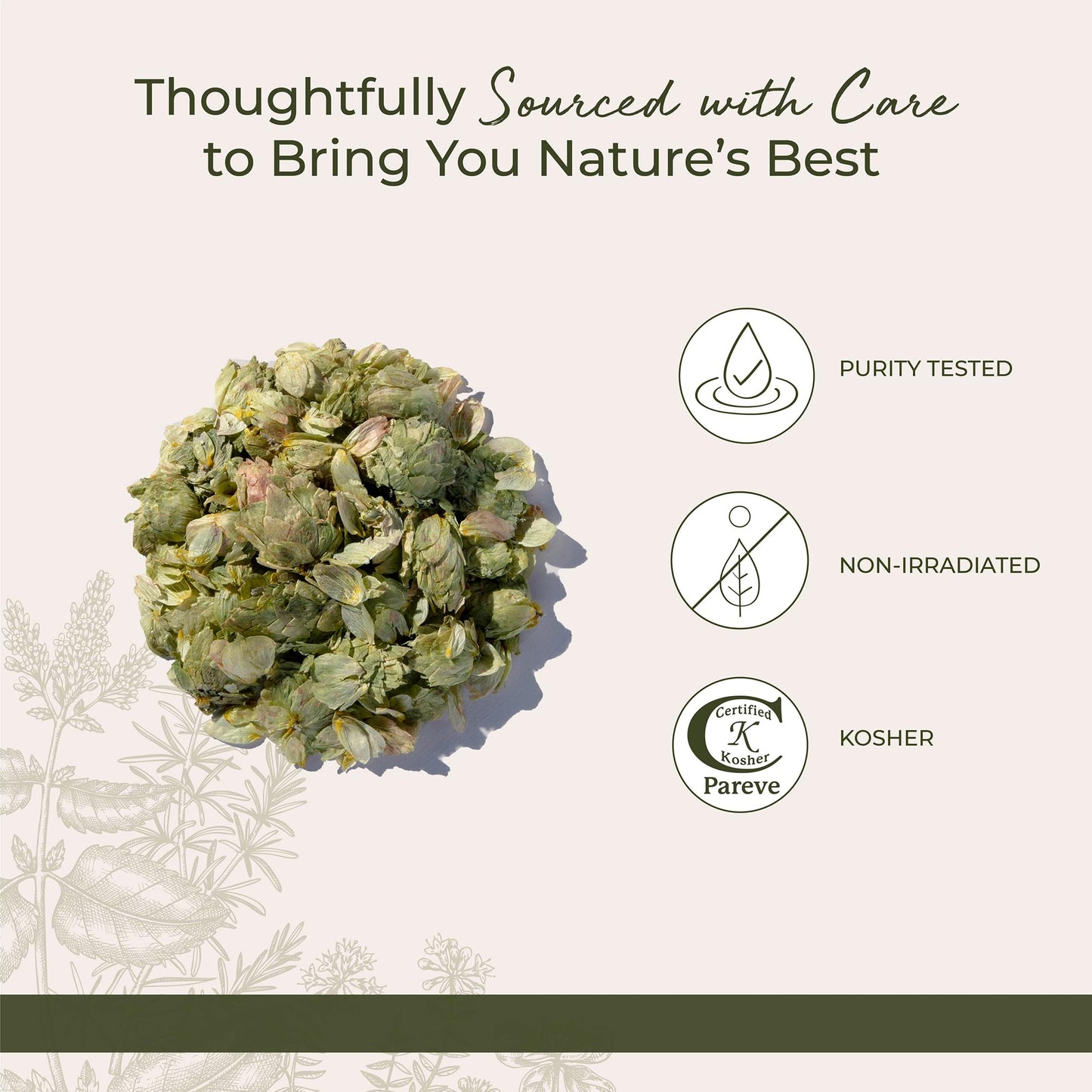 Starwest Botanicals Dried Hops Flowers Whole - Herb for Hot Water & Tea, Use in Herbal Blends, Natural Pine & Citrus Notes, Certified Kosher - 4 oz