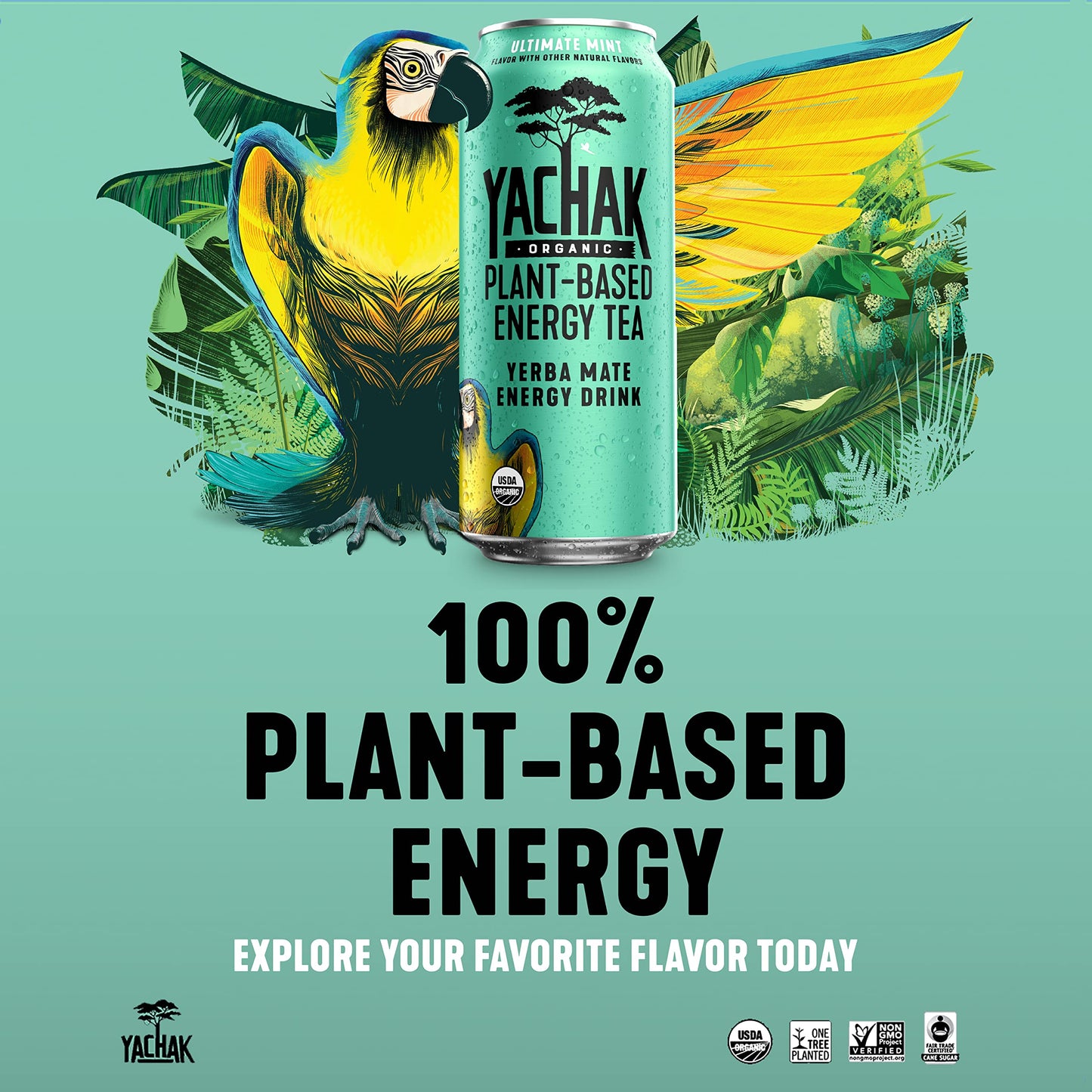 Yachak Yerba Mate Drink, Ultimate Mint, Packaging May Vary, 16 Fl Oz, Pack of 12