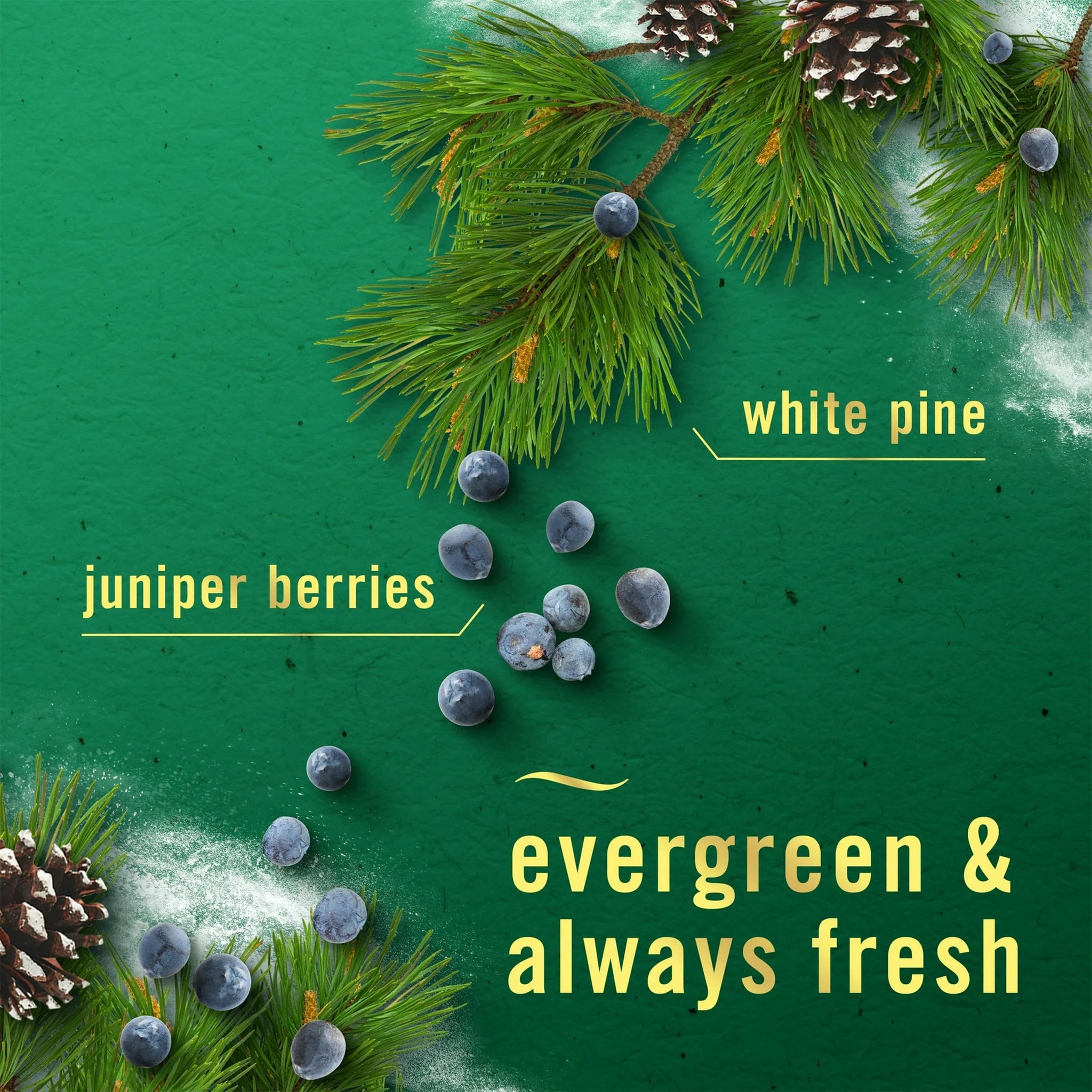 Febreze White Pine & Juniper Berry (Formerly Winter Spruce)