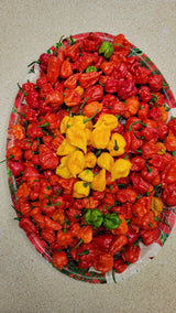 School of Hot Sauce (Medium) Carolina Reaper Pepper Sauce, A Perfect Balance of Heat and Flavor, Gourmet Hot Sauce, Versatility For All Kinds