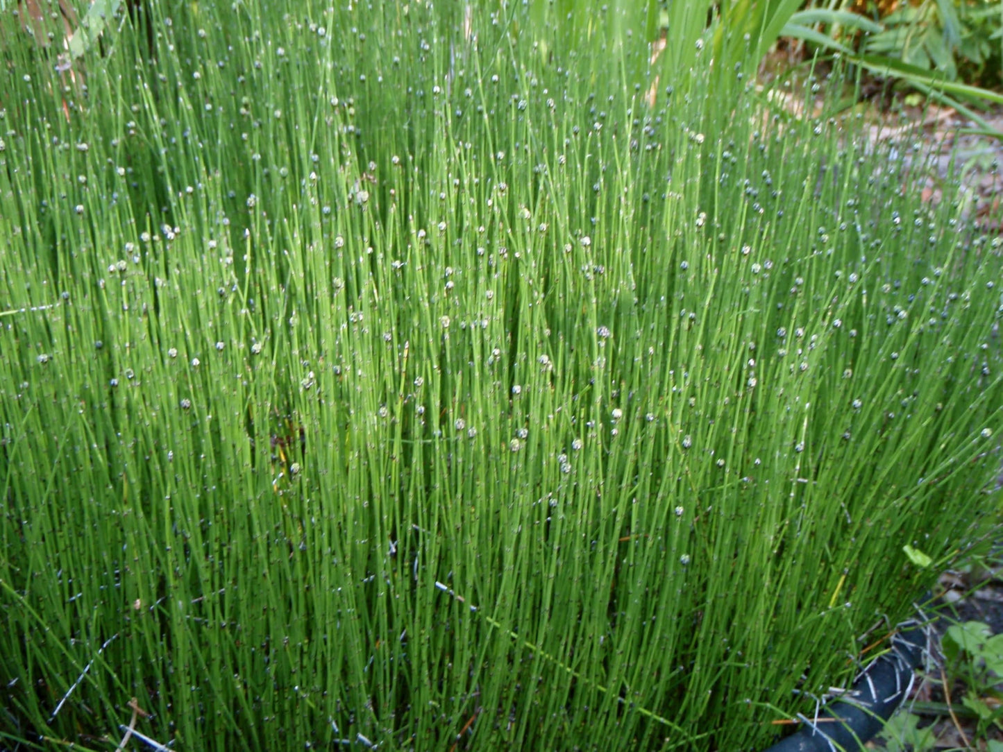 Horsetail Dried Leaves, Horsetail Herb (Cola De Caballo): 2 oz, 4 oz and 1 lb. (2 oz)