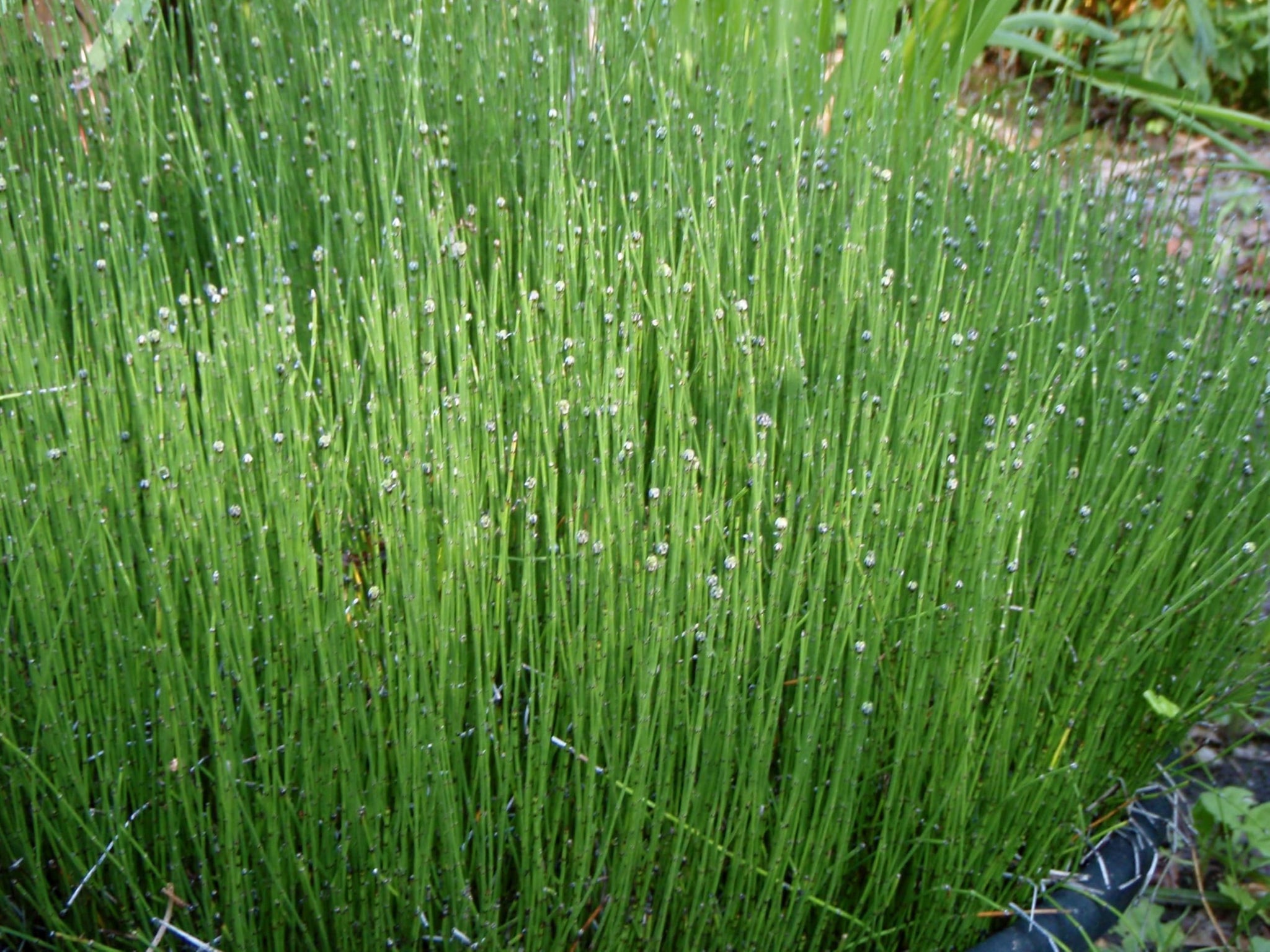 Horsetail Dried Leaves, Horsetail Herb (Cola De Caballo): 2 oz, 4 oz and 1 lb. (2 oz)