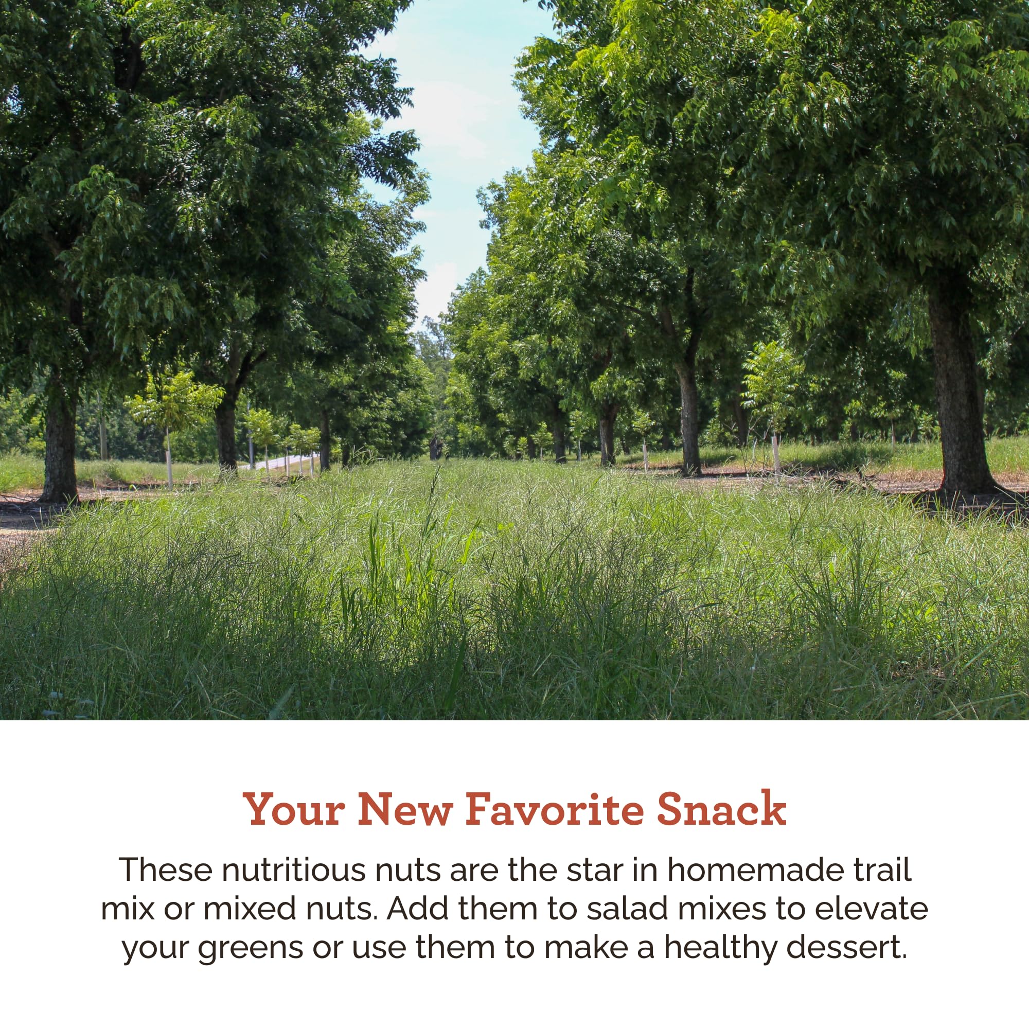 HUDSON PECAN COMPANY | Fresh Fancy Roasted Georgia Pecans | Perfectly Roasted & Salted, Kosher Certified | Gourmet & Flavorful Snack for Baking