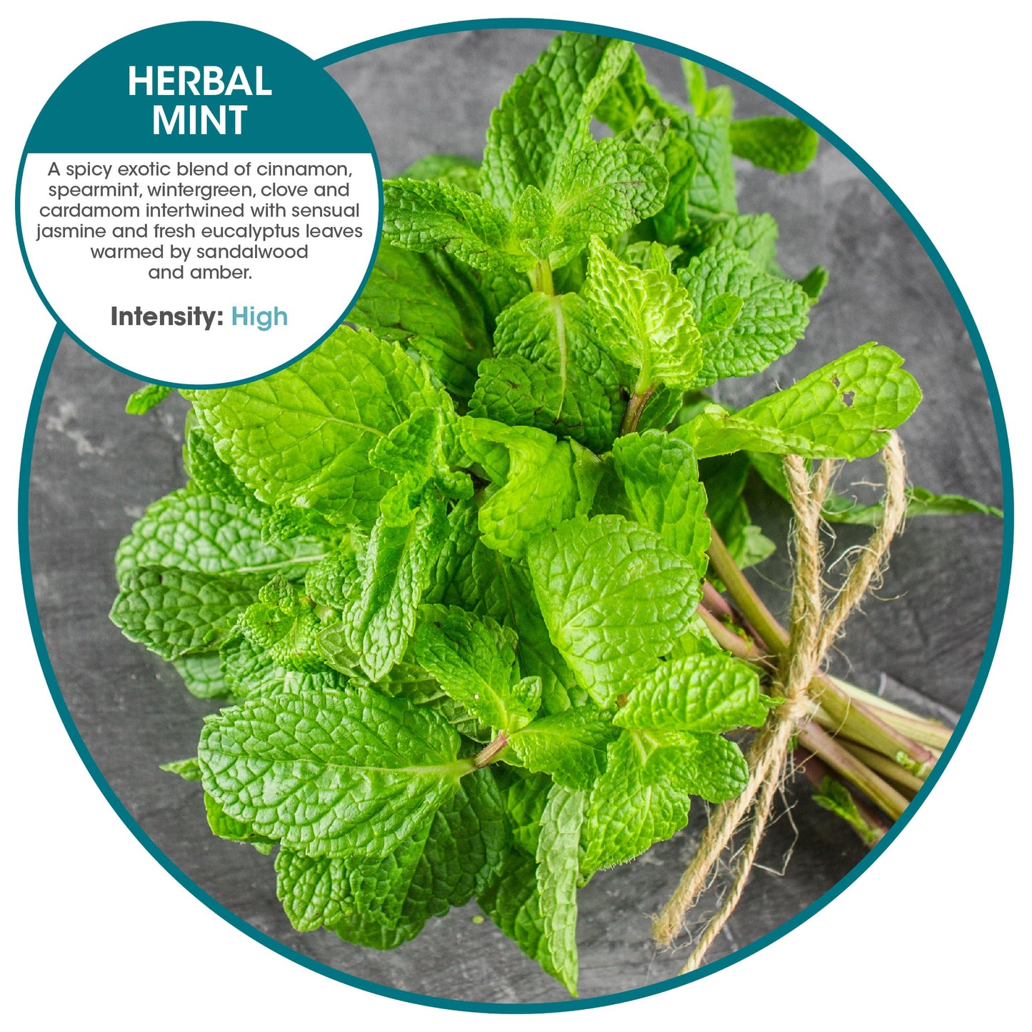 Fresh Products Hang Tag Air Freshener for Small Spaces Discreet Made with Natural Oils Suction Cup to Flat Surfaces Made in the USA Herbal Mint 12