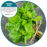 Fresh Products Hang Tag Air Freshener for Small Spaces Discreet Made with Natural Oils Suction Cup to Flat Surfaces Made in the USA Herbal Mint 12