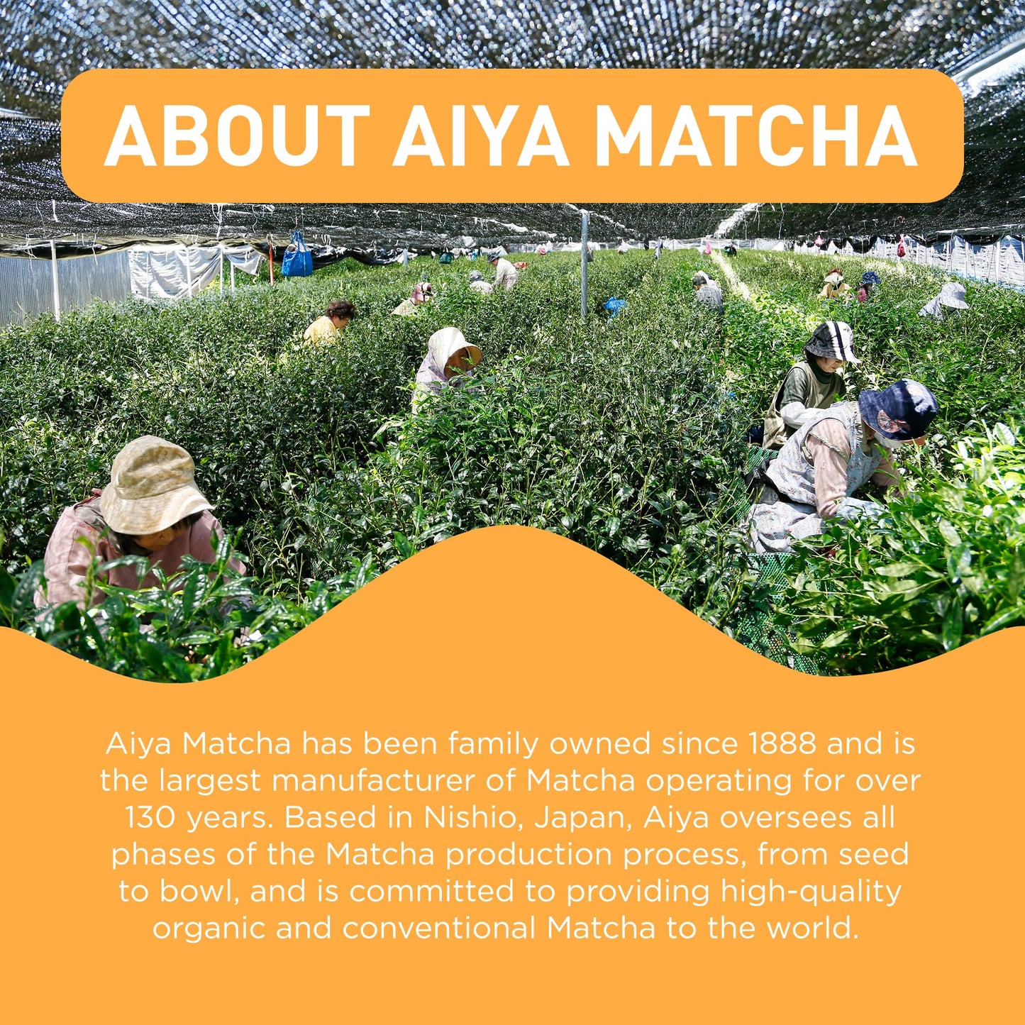 Aiya Matcha+ Awake™ - Lime Flavored Matcha Energy Drink Mix - 140mg Caffeine per Packet - Premium Japanese Matcha Green Tea Powder - On-the-Go Energy