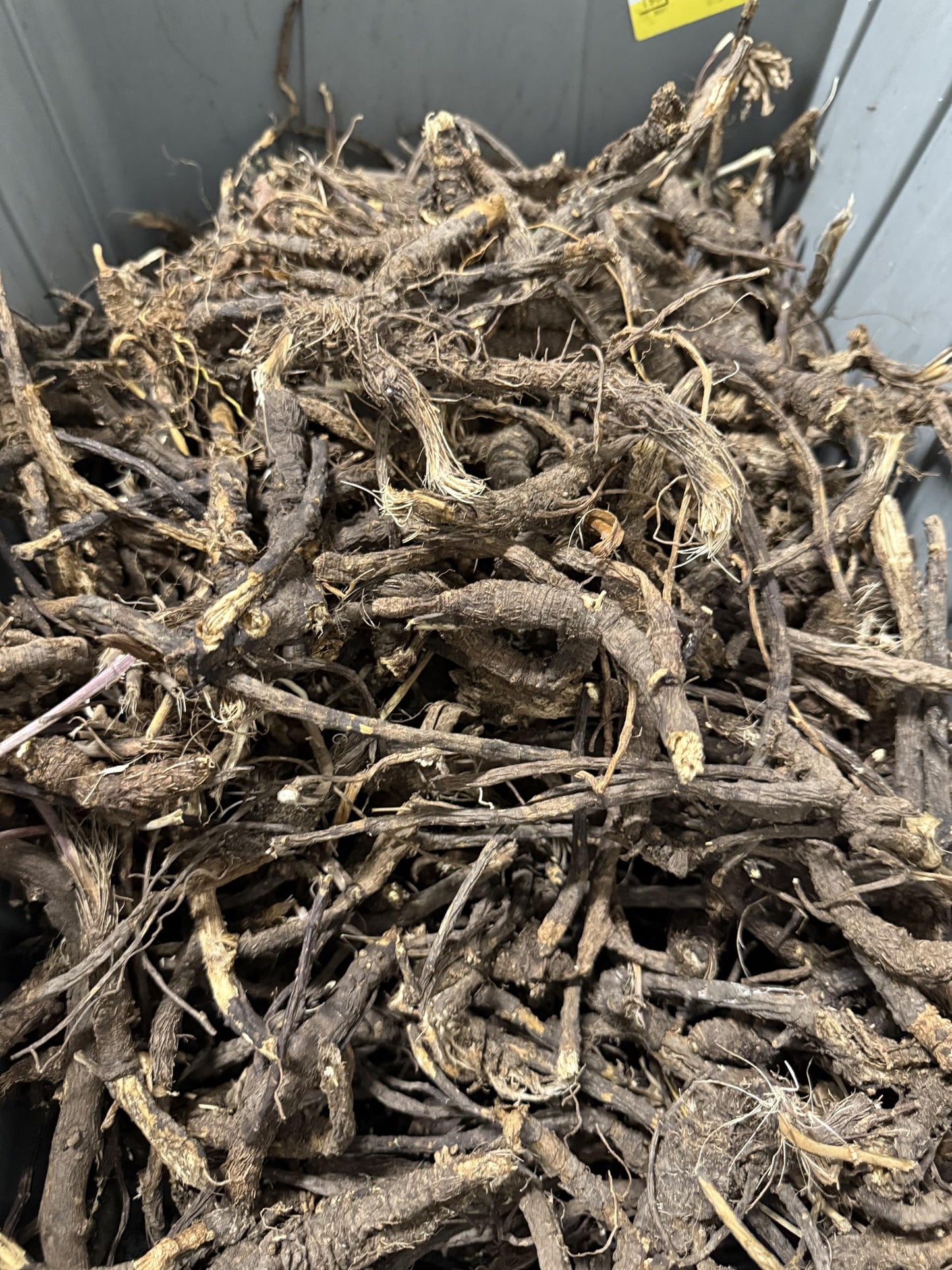 Wildcrafted OSHA Root (Bear Root) Ligusticum porteri Fresh Harvested from New Mexico 1 oz