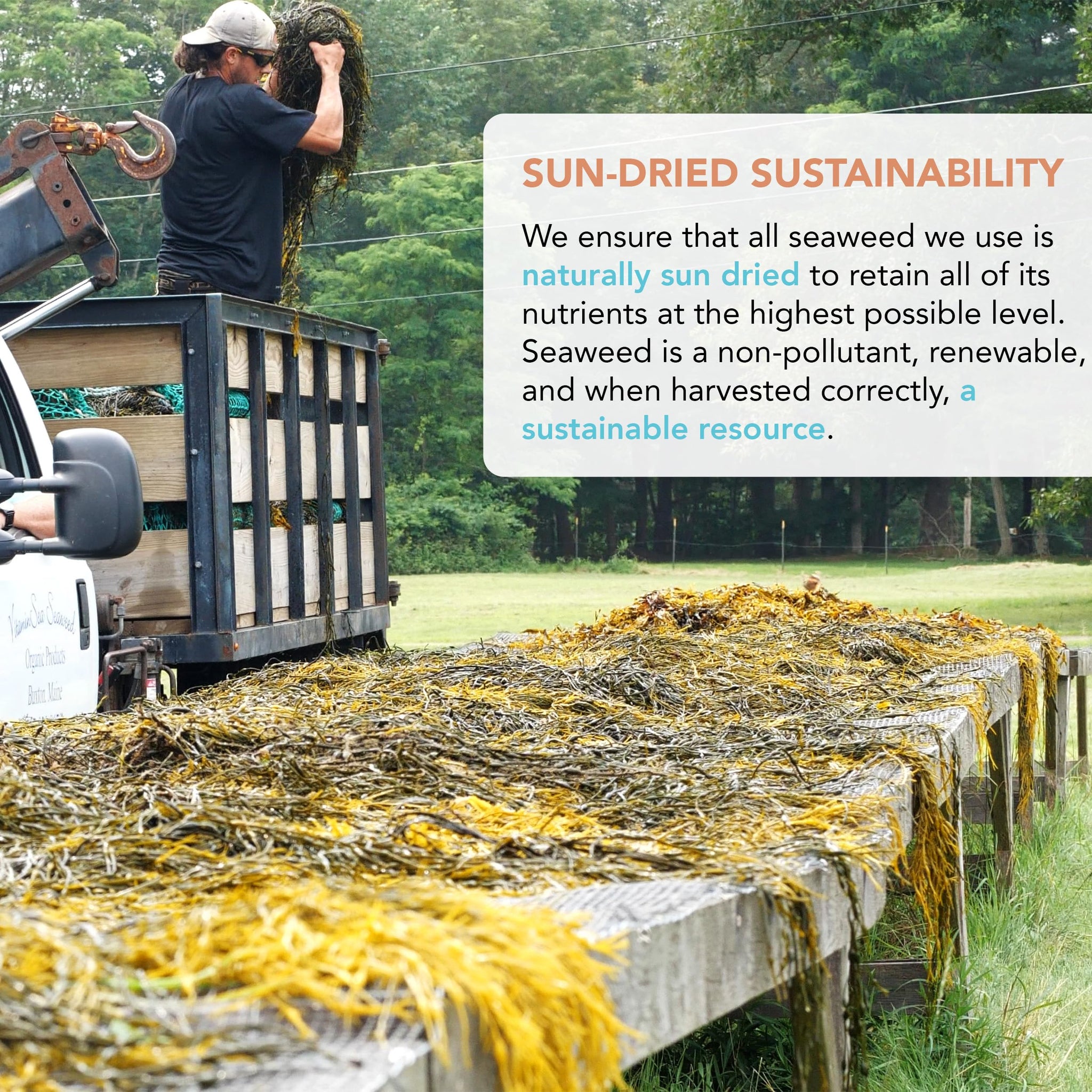 VITAMINSEA Bladderwrack Dried Seaweed | Wild North Atlantic Seaweed for Snacking, Seasoning, Soups & Salads | Rich in Vitamins, Minerals