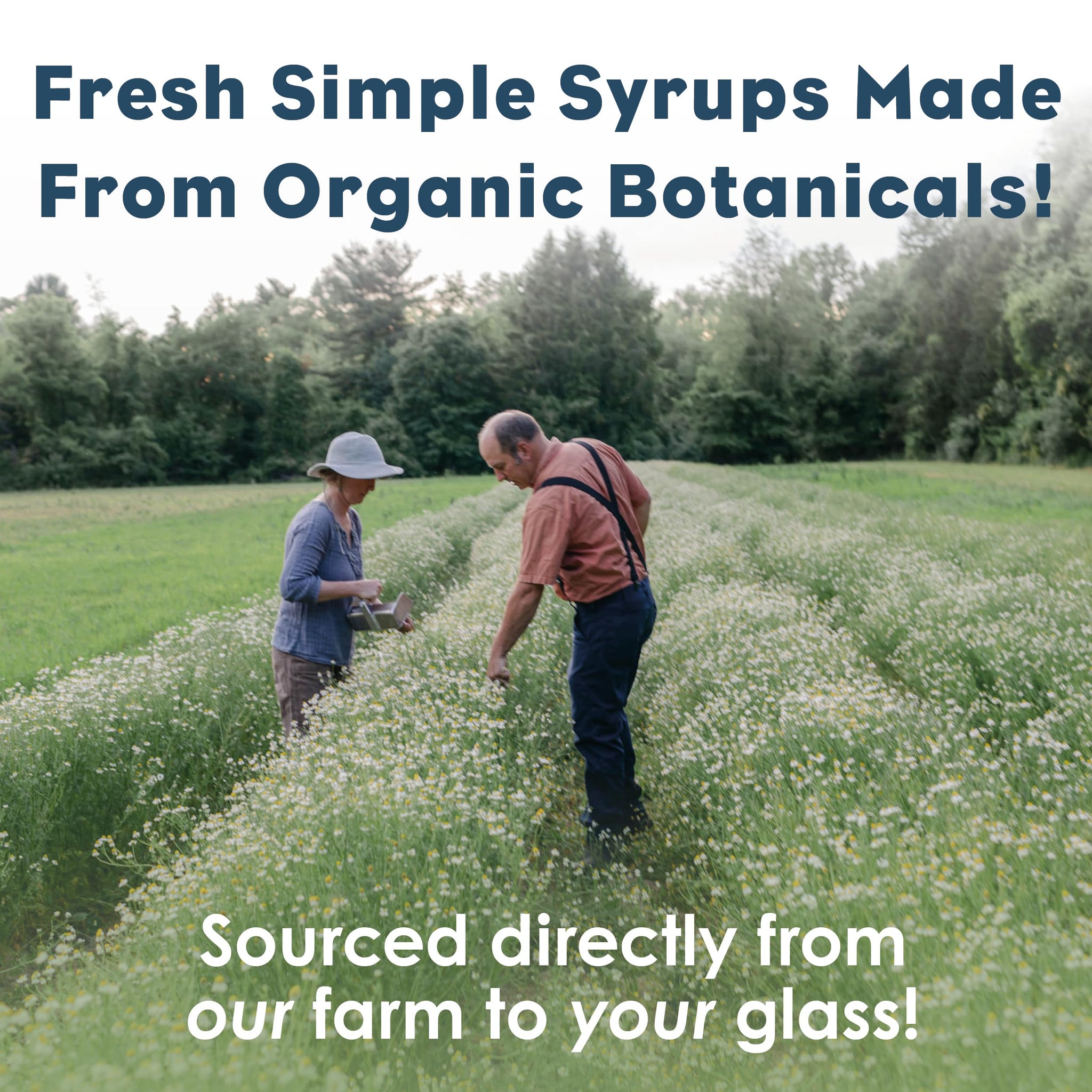 Bluestem Botanicals Organic Spicy Tumeric Simple Syrup, 8 oz, Cocktail and Mocktail Mixer for Drinks, Non-Alcoholic