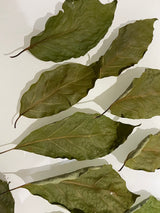 Dried Avocado Leaves, Hojas de Aguacate Seco, Avocado Leaves Tea: 2 oz and 4 oz (2)