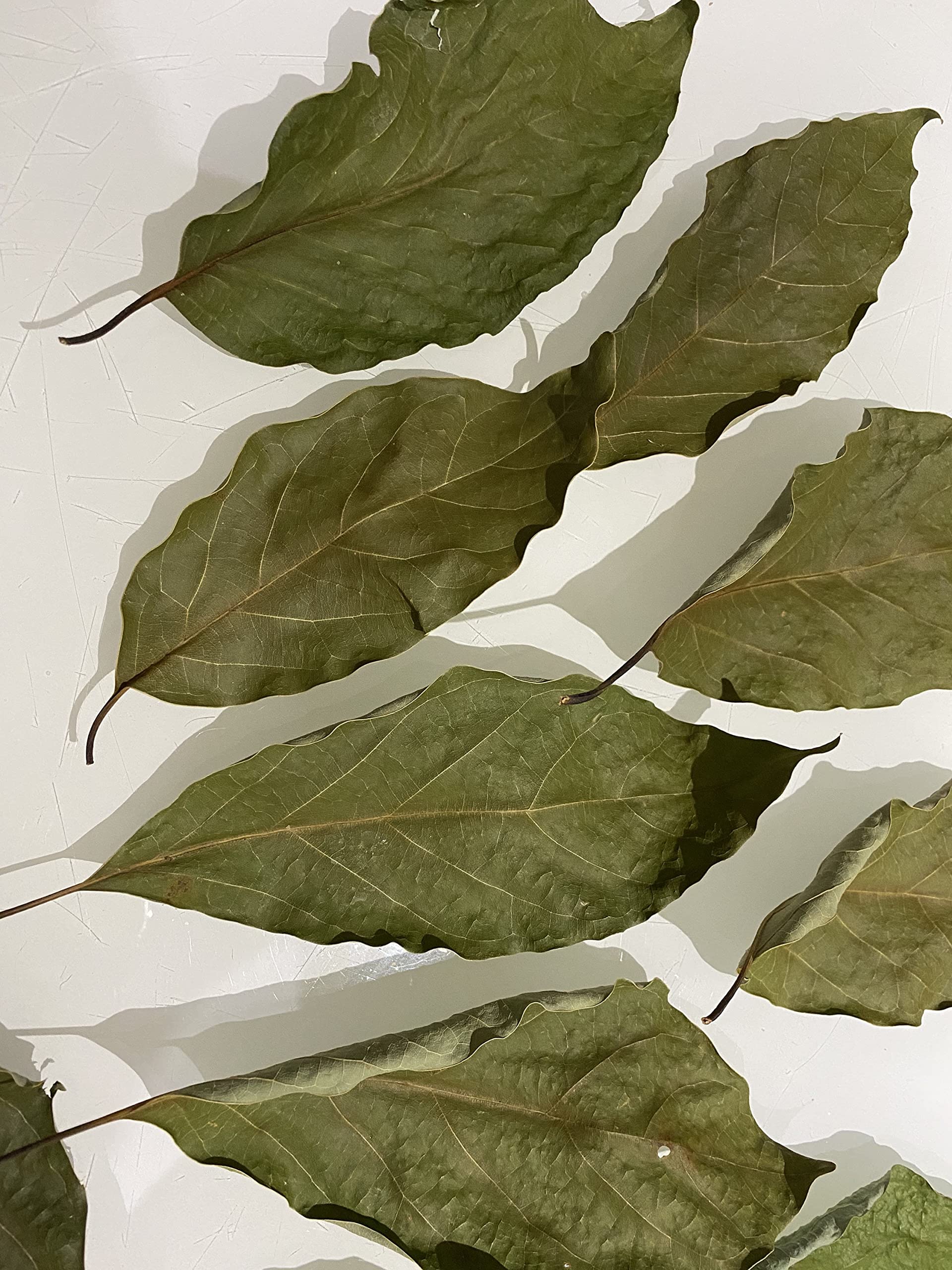 Dried Avocado Leaves, Hojas de Aguacate Seco, Avocado Leaves Tea: 2 oz and 4 oz (2)