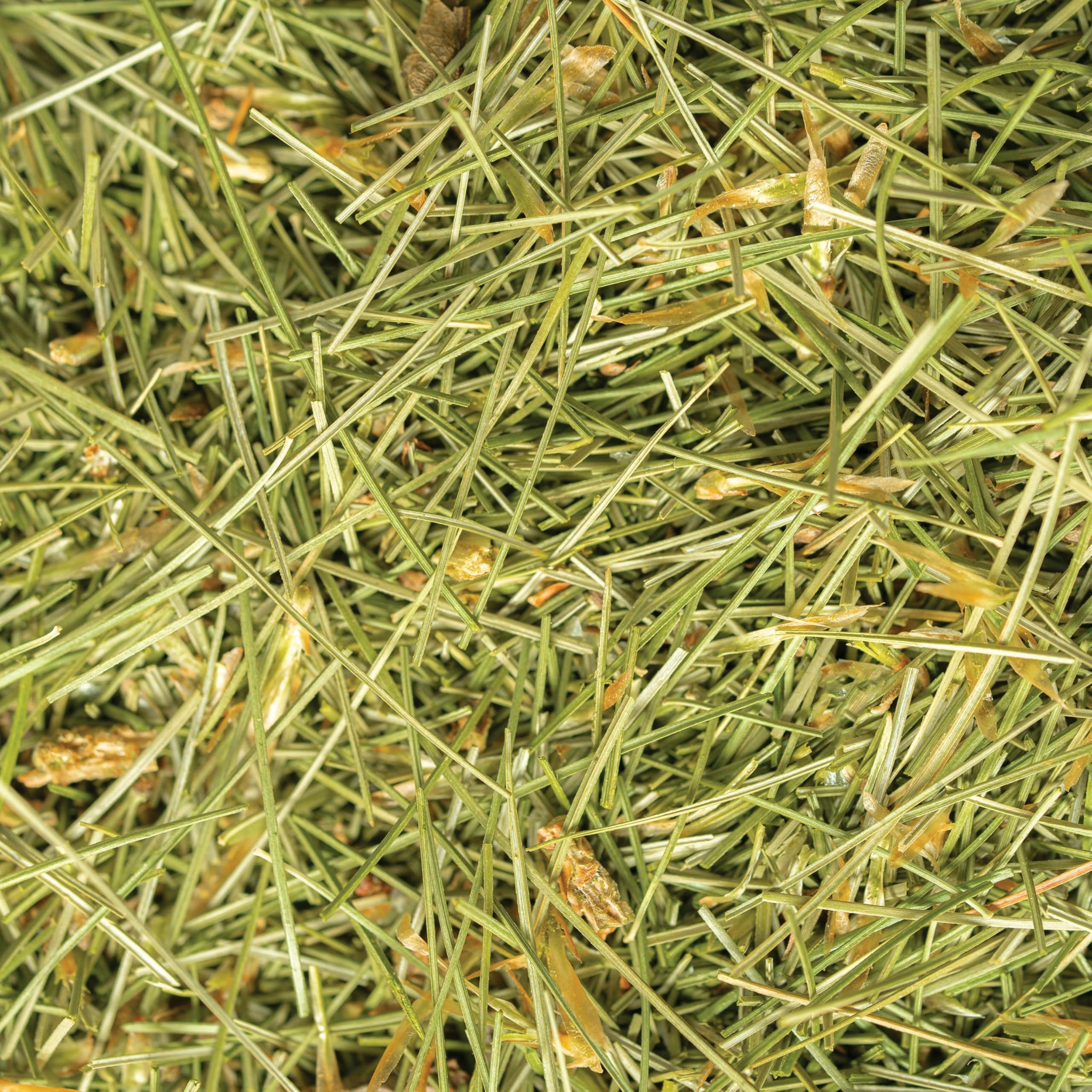 White Pine Needle Tea, Wild-Harvested in Wisconsin | 6.0 oz | 85 Servings | Loose Leaf | Herbal Tea & Medicinal Herbs | Regenerative Farming | Single