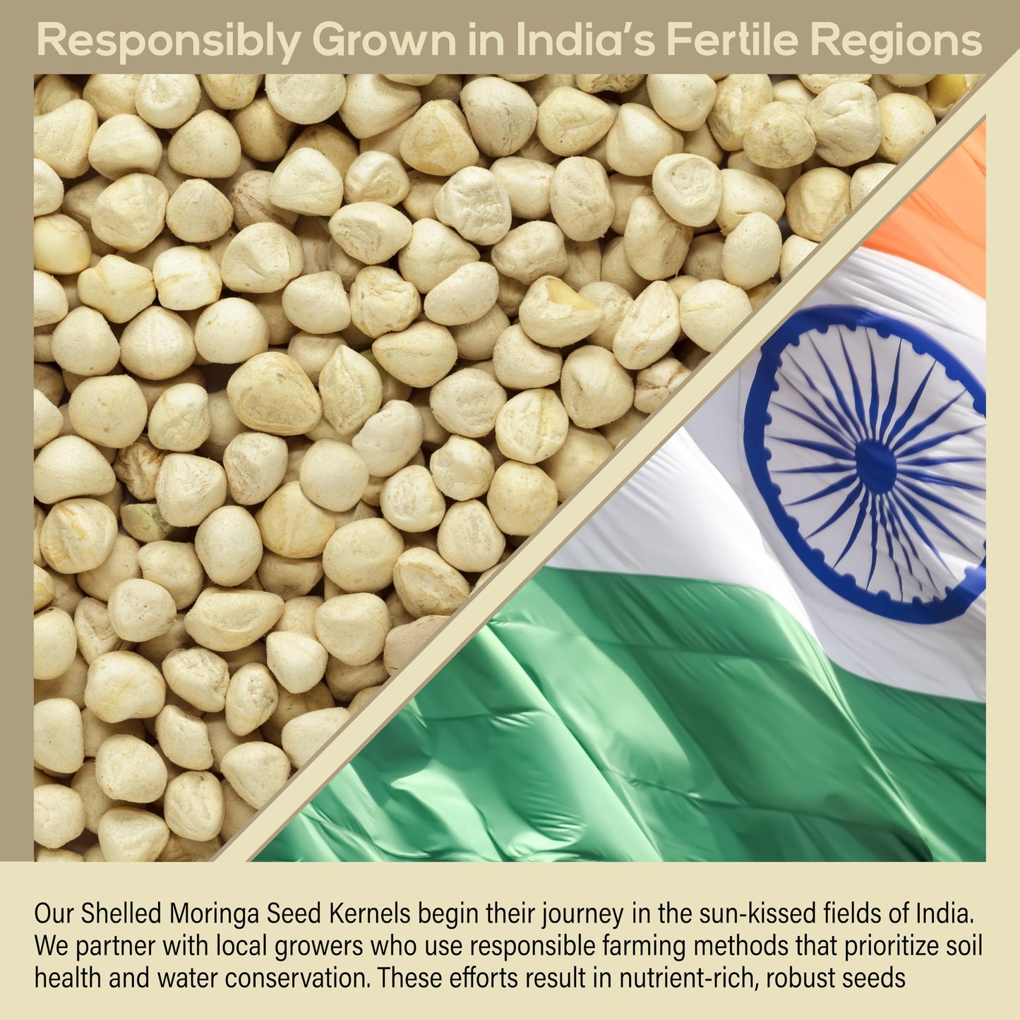 Moringa Seeds Kernel Shelled 4 oz. - Clean PKM1 Variety - Edible - Moringa Oleifera - Malunggay - Semillas De Moringa - Drumstick Tree - Non-GMO - 500