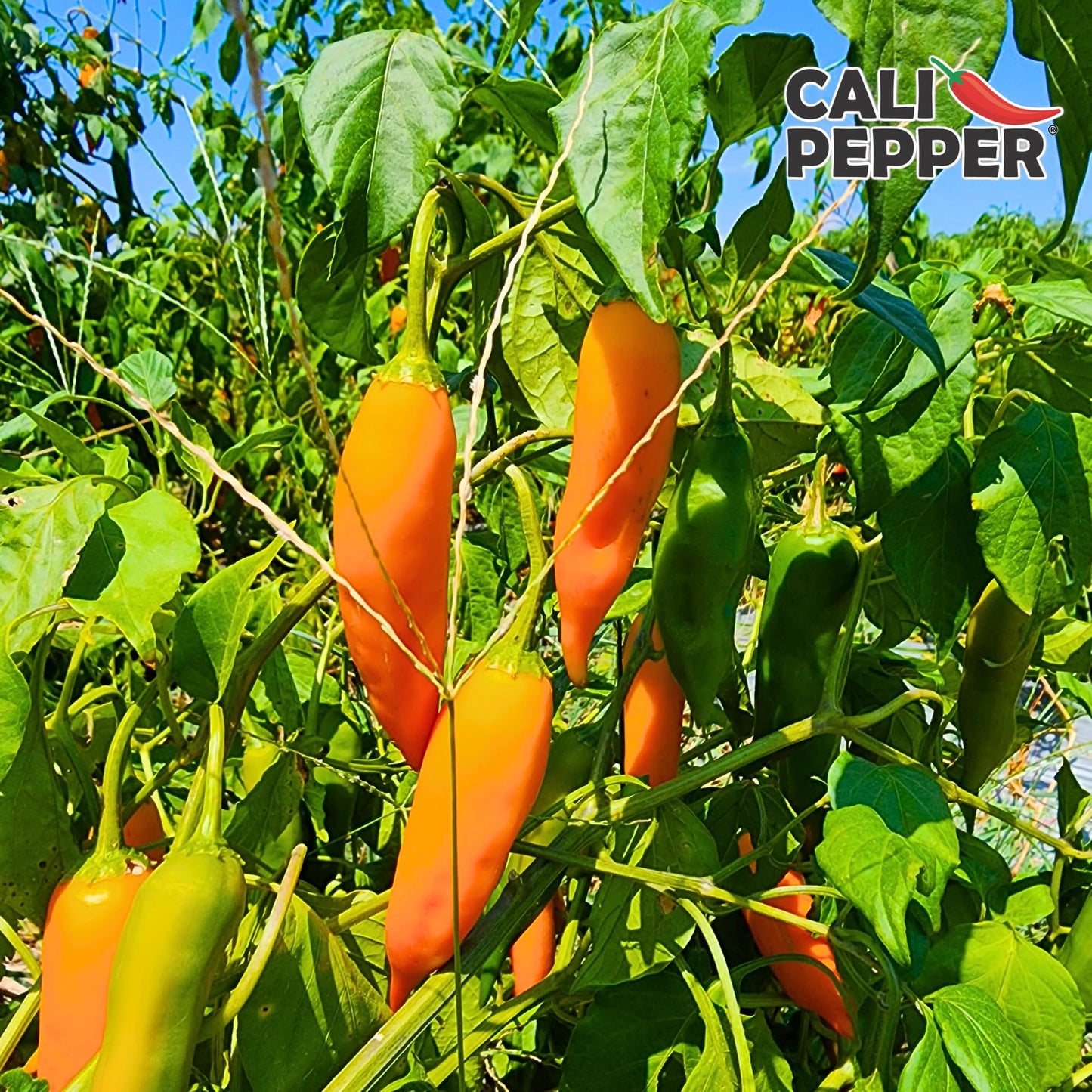 Cali Pepper Aji Amarillo Hot Sauce - Yellow Chili Pepper Sauce Made from Aged Aji Amarillo Peppers - Hot Heat (40,000-50,000 SHU) - Squeeze Bottle 8.4