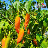 Cali Pepper Aji Amarillo Hot Sauce - Yellow Chili Pepper Sauce Made from Aged Aji Amarillo Peppers - Hot Heat (40,000-50,000 SHU) - Squeeze Bottle 8.4