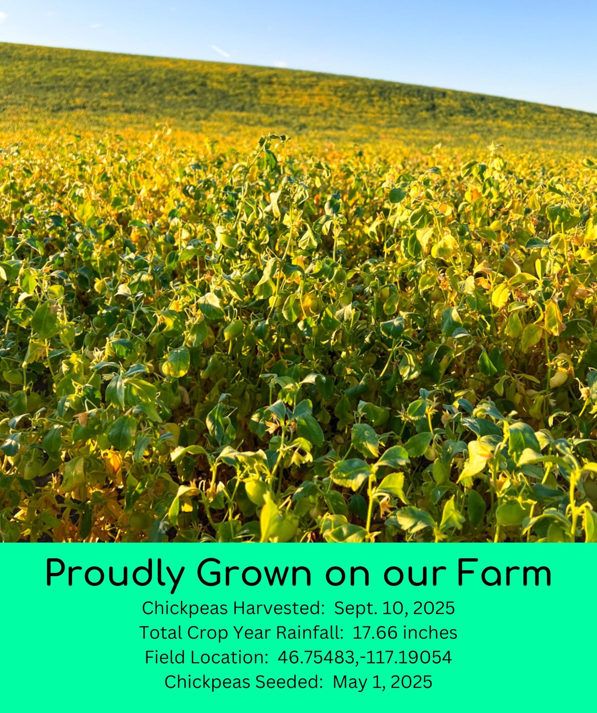 Palouse Brand Certified Glyphosate Residue Free Chickpea Flour | 9 LBS | Family Farmed in Washington State | Unbleached | Non-GMO Project Verified |