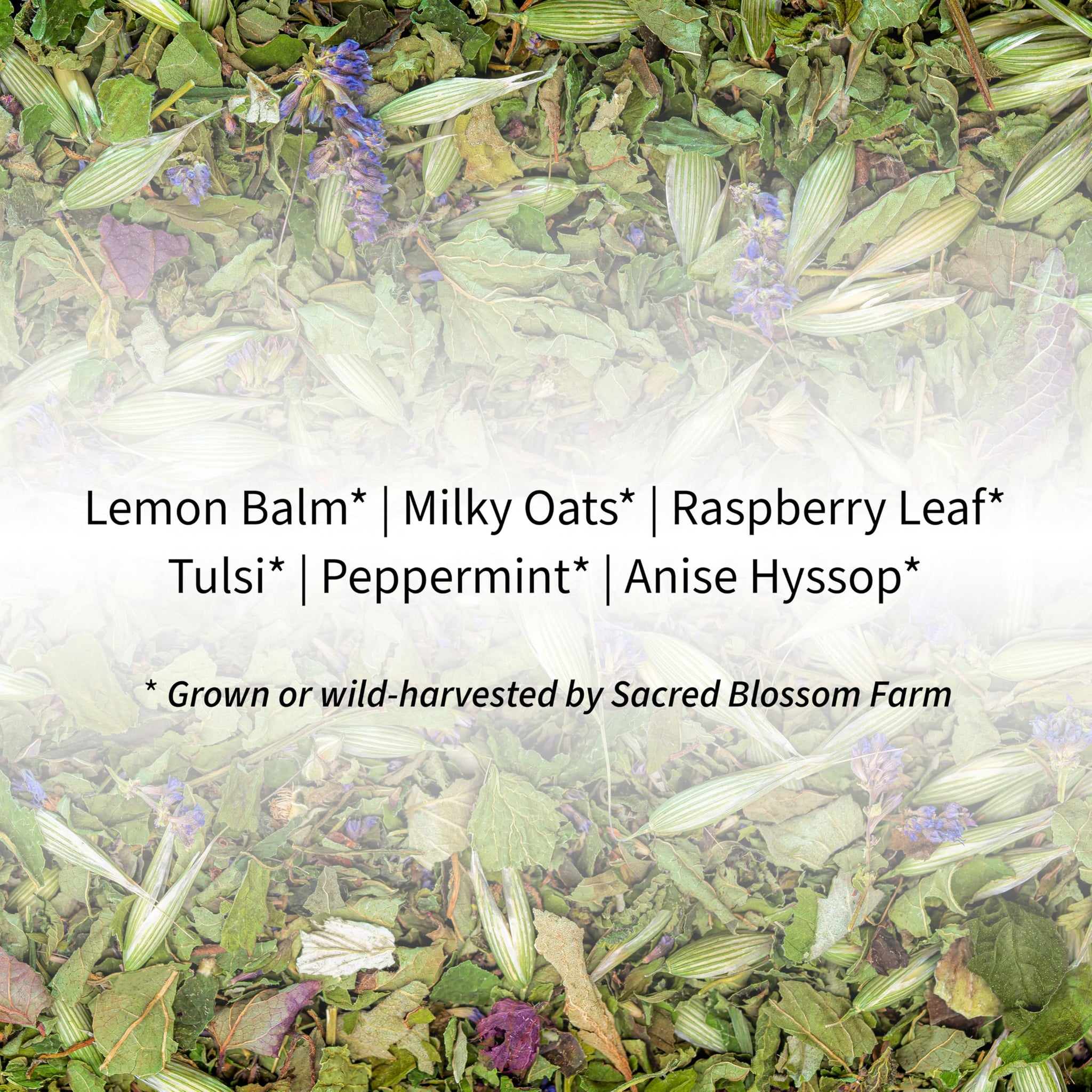 Turtle Herbal Tea | Sacred Blossom Farm | 1.4 oz Loose Leaf | Calm and Wellbeing* | Minimally Processed Wisconsin-Grown Herbal Tea & Medicinal Herbs |