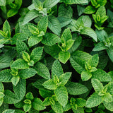 Ancient Foods Organic Mint Tea - Mint Loose Leaf Tea, Organic and Caffeine Free Tea Leaves from Crete (40g)