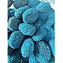 Sour Blue Raspberry Gushers, Viral Tiktok Candy Extremely Sour Gushers/Gummies (1 lb with Extra Sour Powder)