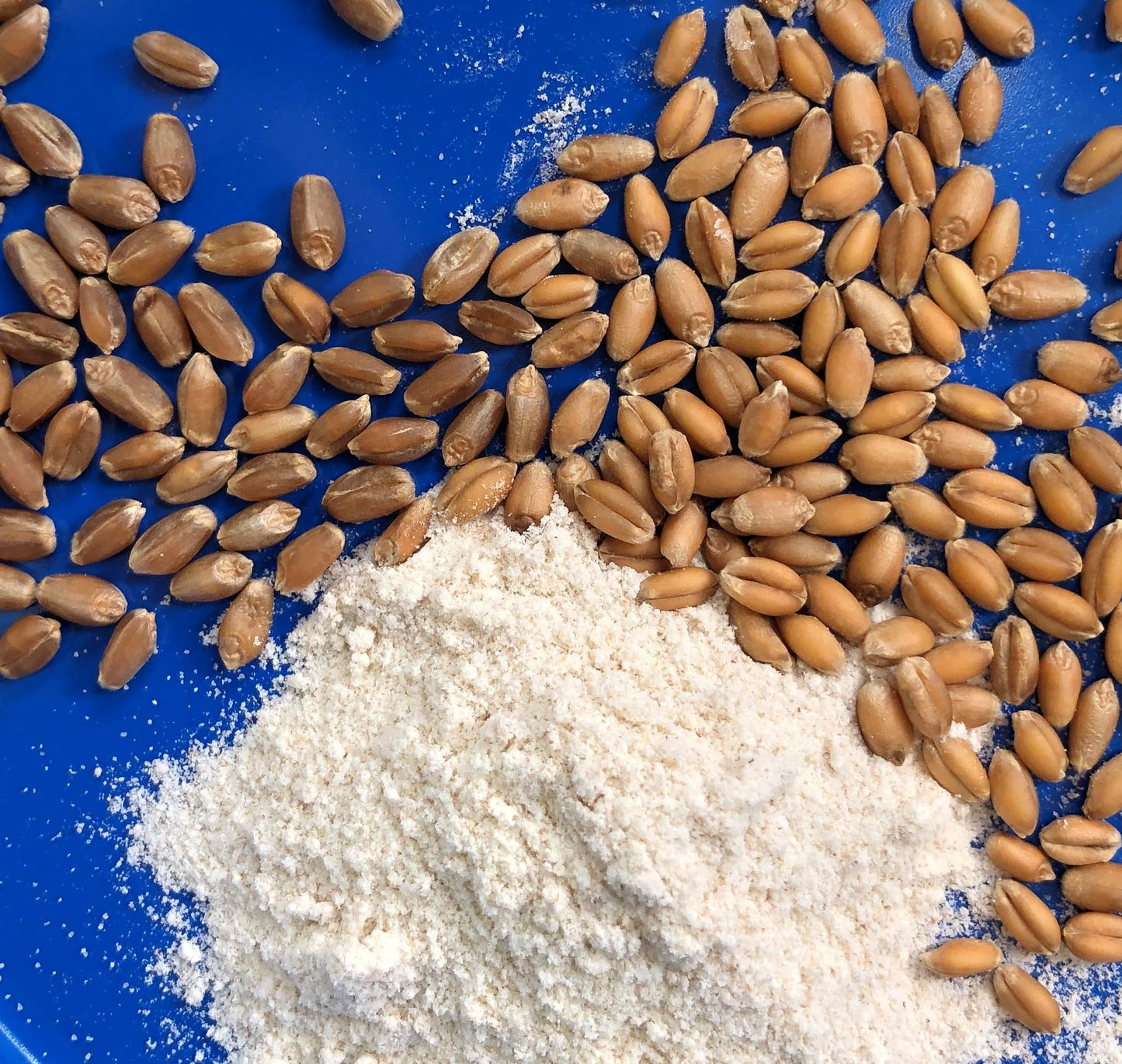 Early Morning Harvest Organic General Purpose Flour - Made from Non-GMO Whole Wheat - Stone Ground All Purpose Flour for Baking and Cooking, Whole