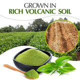 Japanese Green Tea Co. Kagoshima Matcha Powder (30 g) - Japanese Ceremonial Grade Matcha Powder - Smooth Green Tea for Easy Brewing - Subtle Sweetness