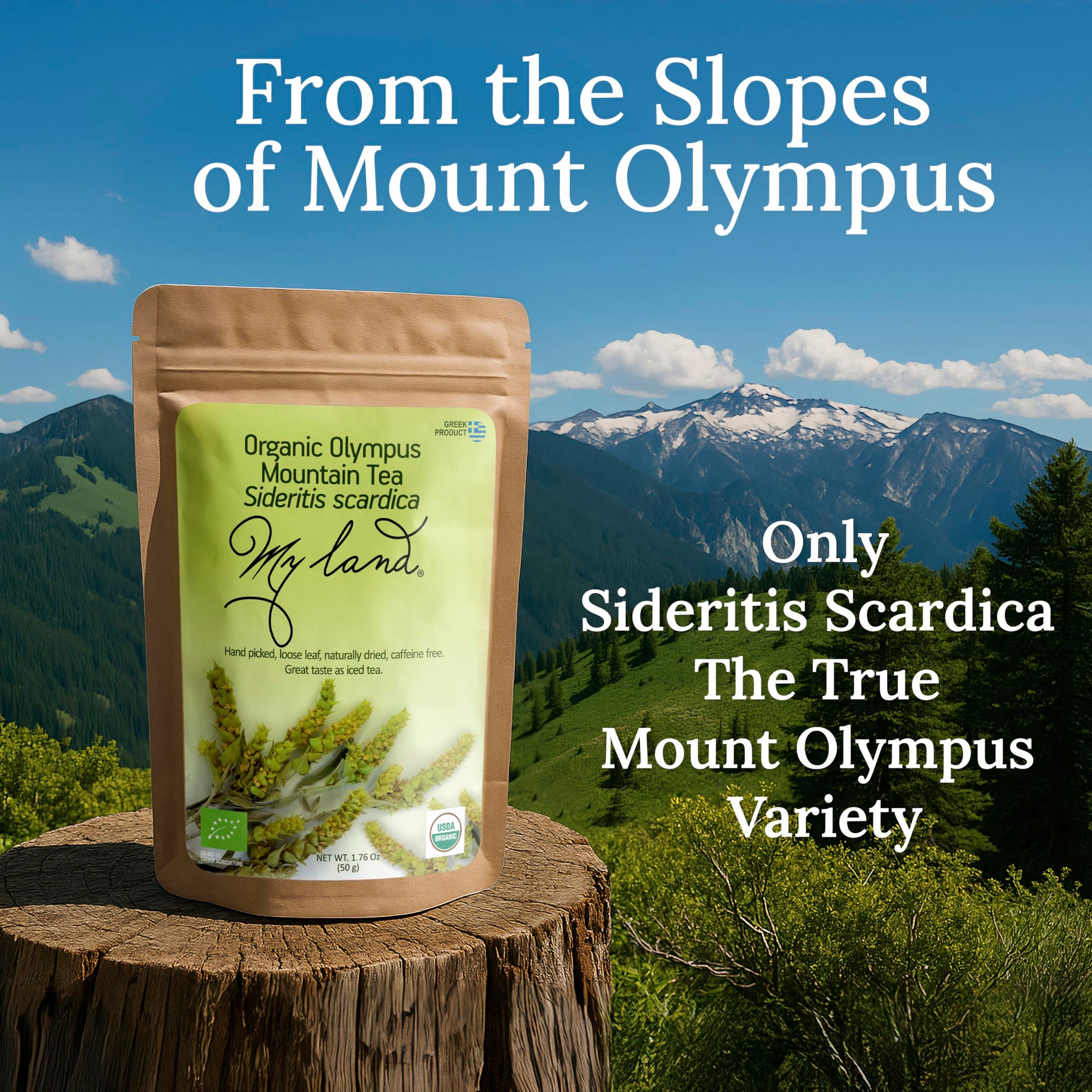 My Land Organic Greek Mountain Tea (Sideritis Scardica) - Loose Leaf Ironwort Hand-Picked from Mount Olympus, Greece, 1.76oz (50g) | Traditional