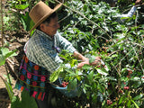 GREEN MAYA Santa Cruz Barillas Association Arabica Coffee Beans 100% Certified Organic Guatemala Single Origin Espresso Coffee