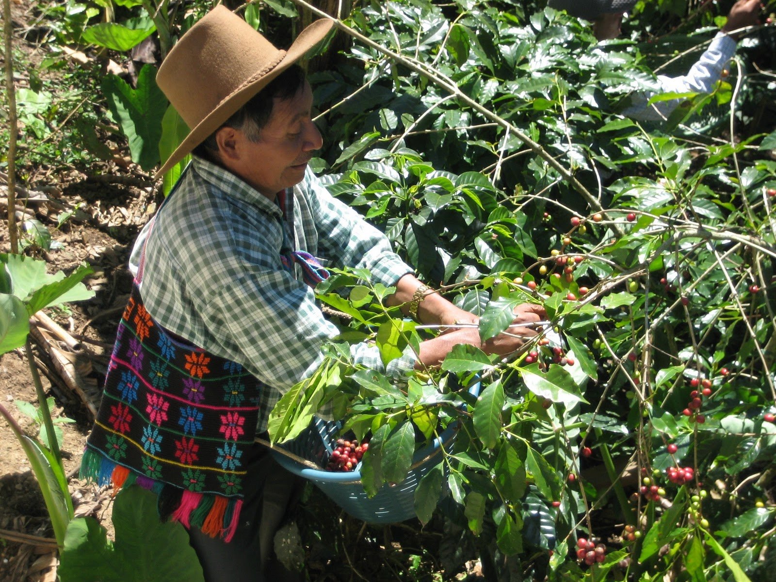 GREEN MAYA Santa Cruz Barillas Association Arabica Coffee Beans 100% Certified Organic Guatemala Single Origin Espresso Coffee