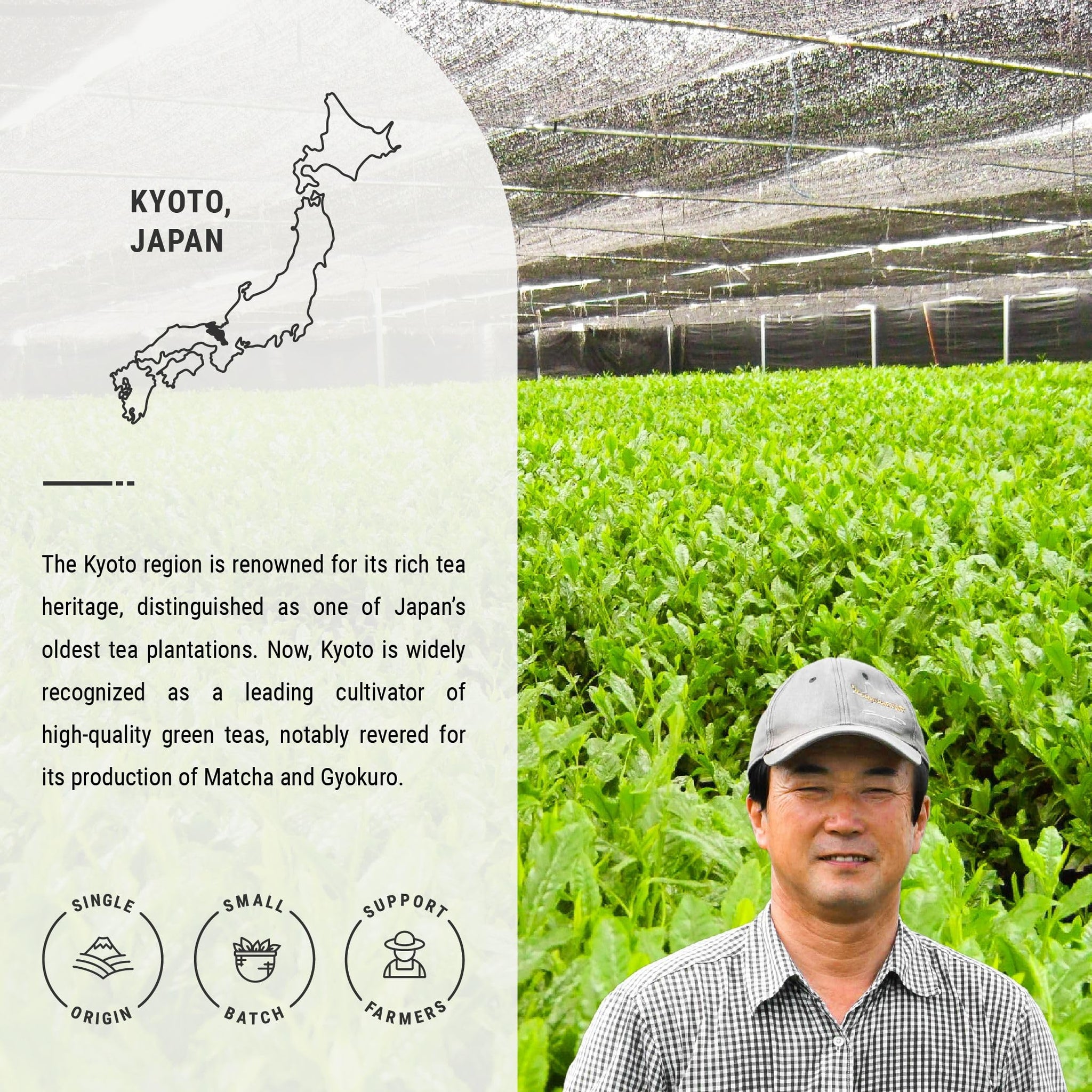 Senbird Premium Gyokuro - Japanese Shade Grown Green Tea - From Kyoto Japan - Imperial Loose Leaf Green Tea In Airtight Tea Tin (1.76oz/50g) (Isshin)