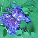 Organic air dried butterfly pea flower 15 Tea Bags