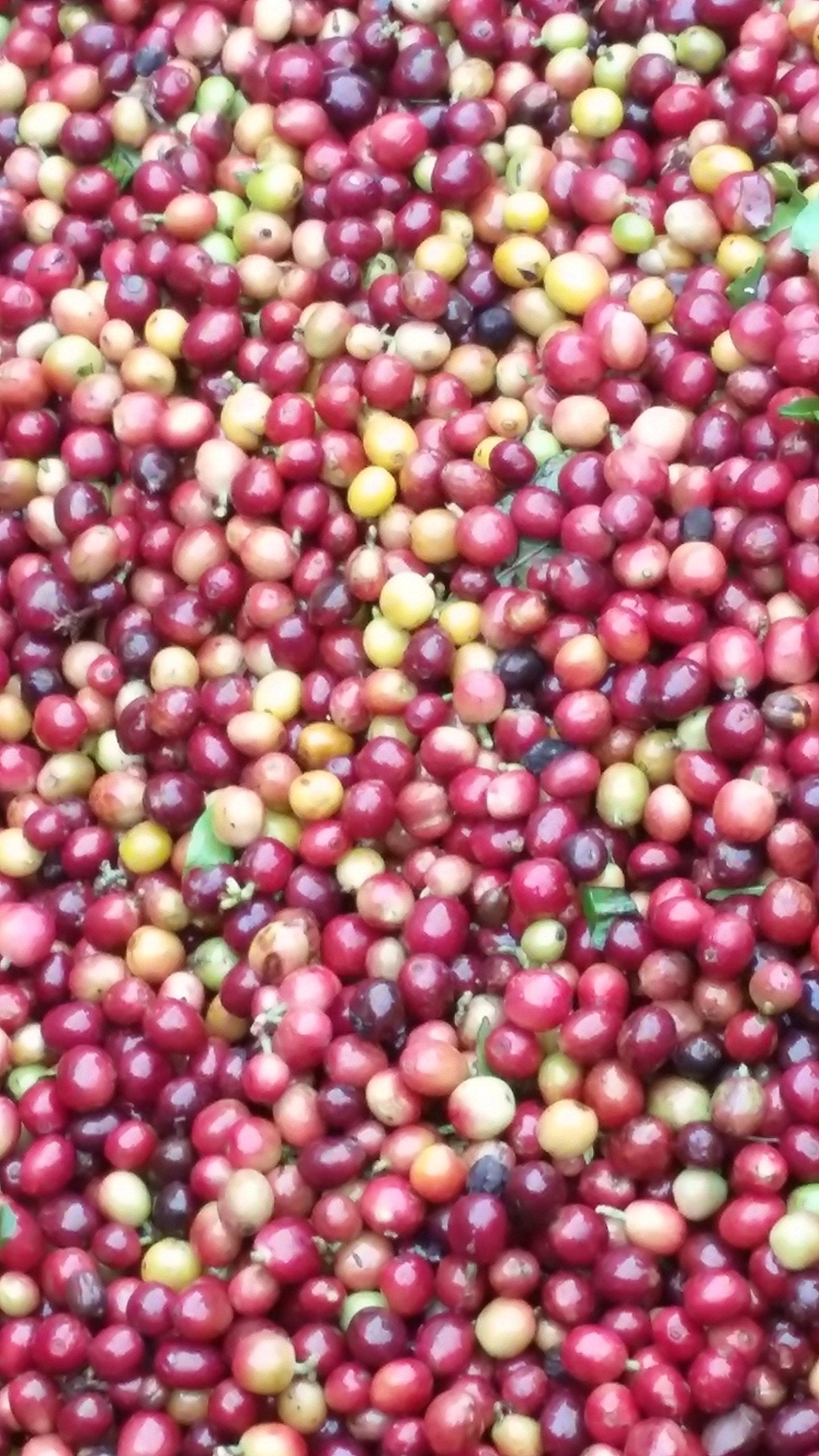 Raw Unroasted Green Coffee Beans - Special micro Farm La Compañia (5 Lb)