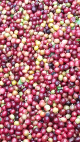 Raw Unroasted Green Coffee Beans - Special micro Farm La Compañia (5 Lb)
