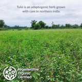 The Republic of Tea - Organic Tulsi, 36 Caffeine-Free Herbal Tea Bags, Regenerative Organic Certified
