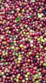 Unroasted Green Coffee Beans 100% Arabica - Washed - single farm origin (5 Lb)