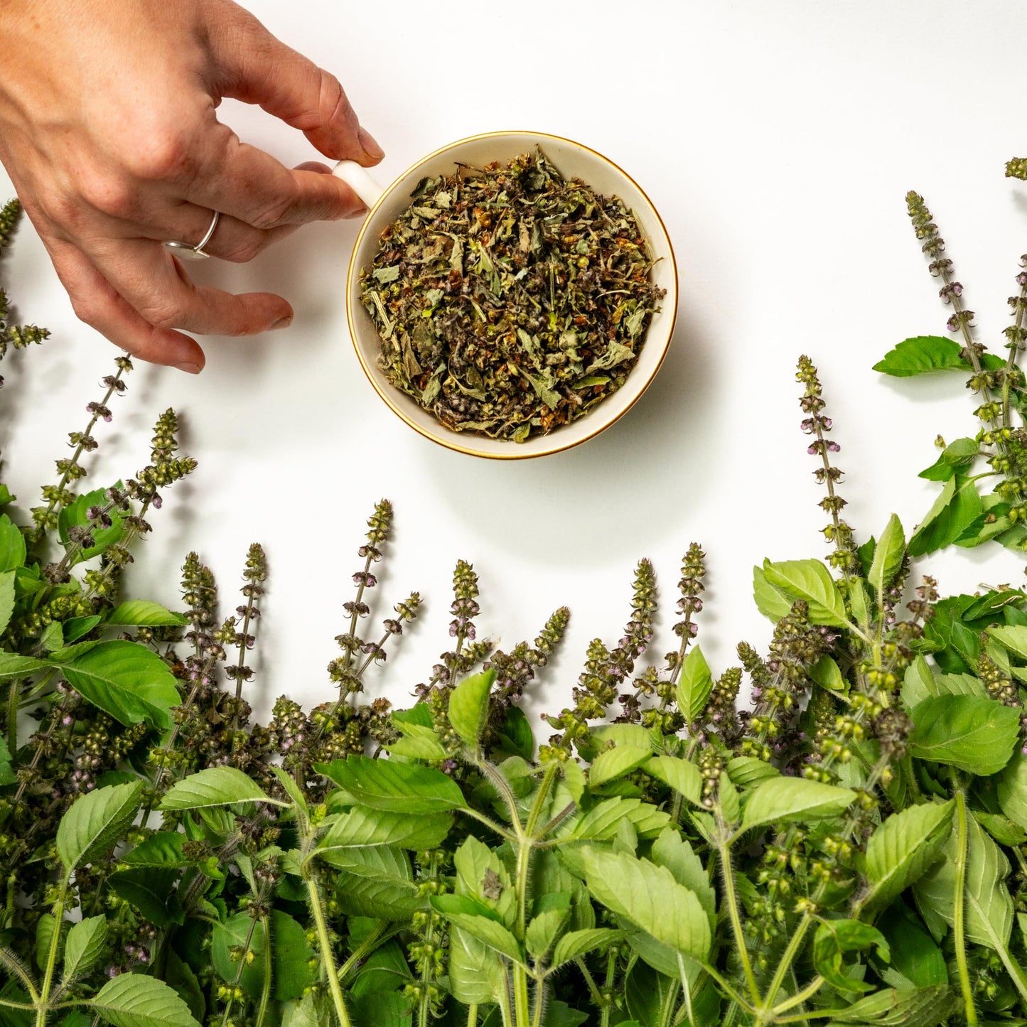 Tulsi Herbal Tea (Holy Basil) | Sacred Blossom Farm | 1.7 oz. Loose Leaf | Ease Stress Renew Enaergy* | Minimally Processed Wisconsin-Grown Medicinal