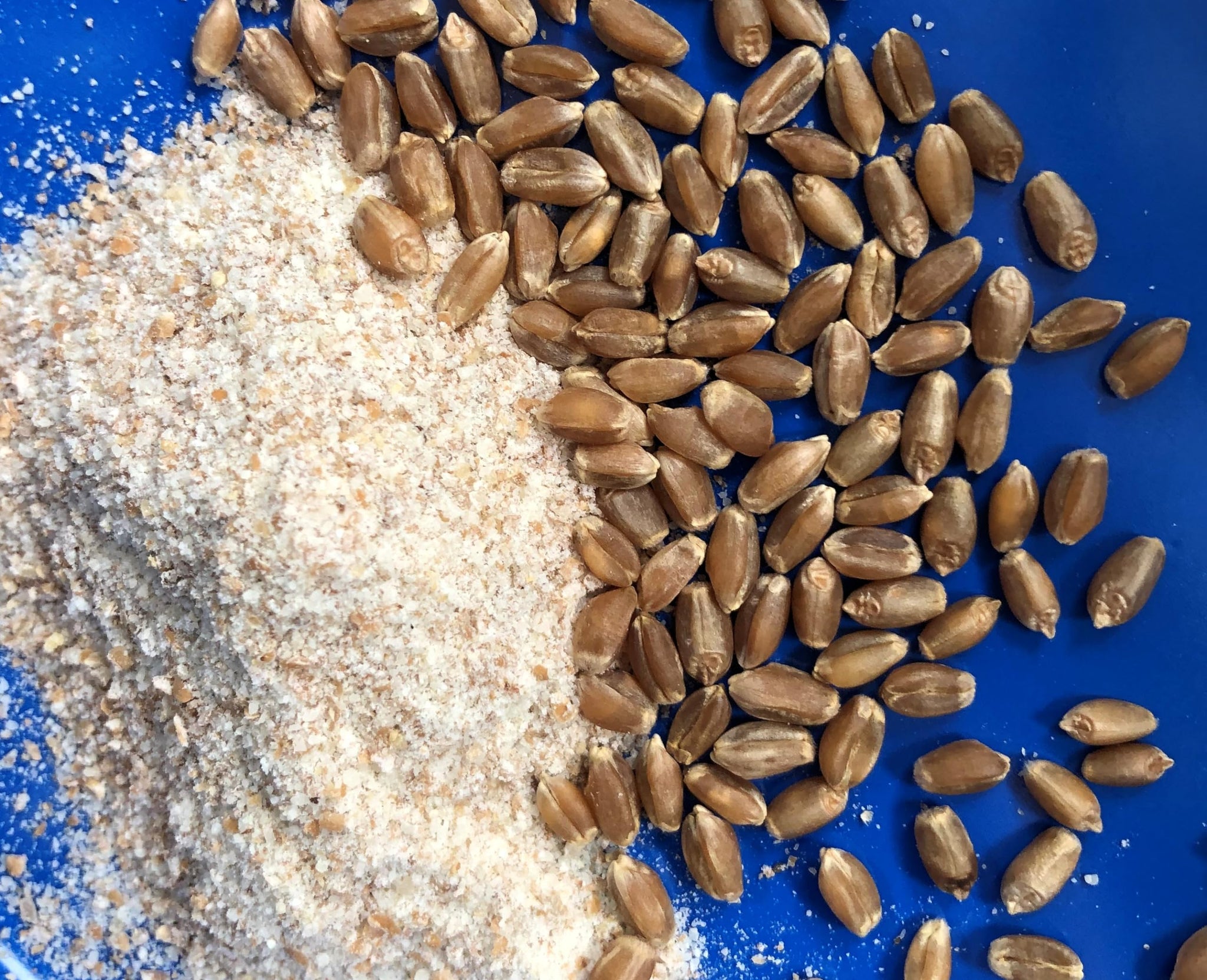 Early Morning Harvest Organic Whole Wheat Bread Flour - Made from Non-GMO Whole Wheat - Stone Ground Flour for Baking and Cooking, Whole Grain