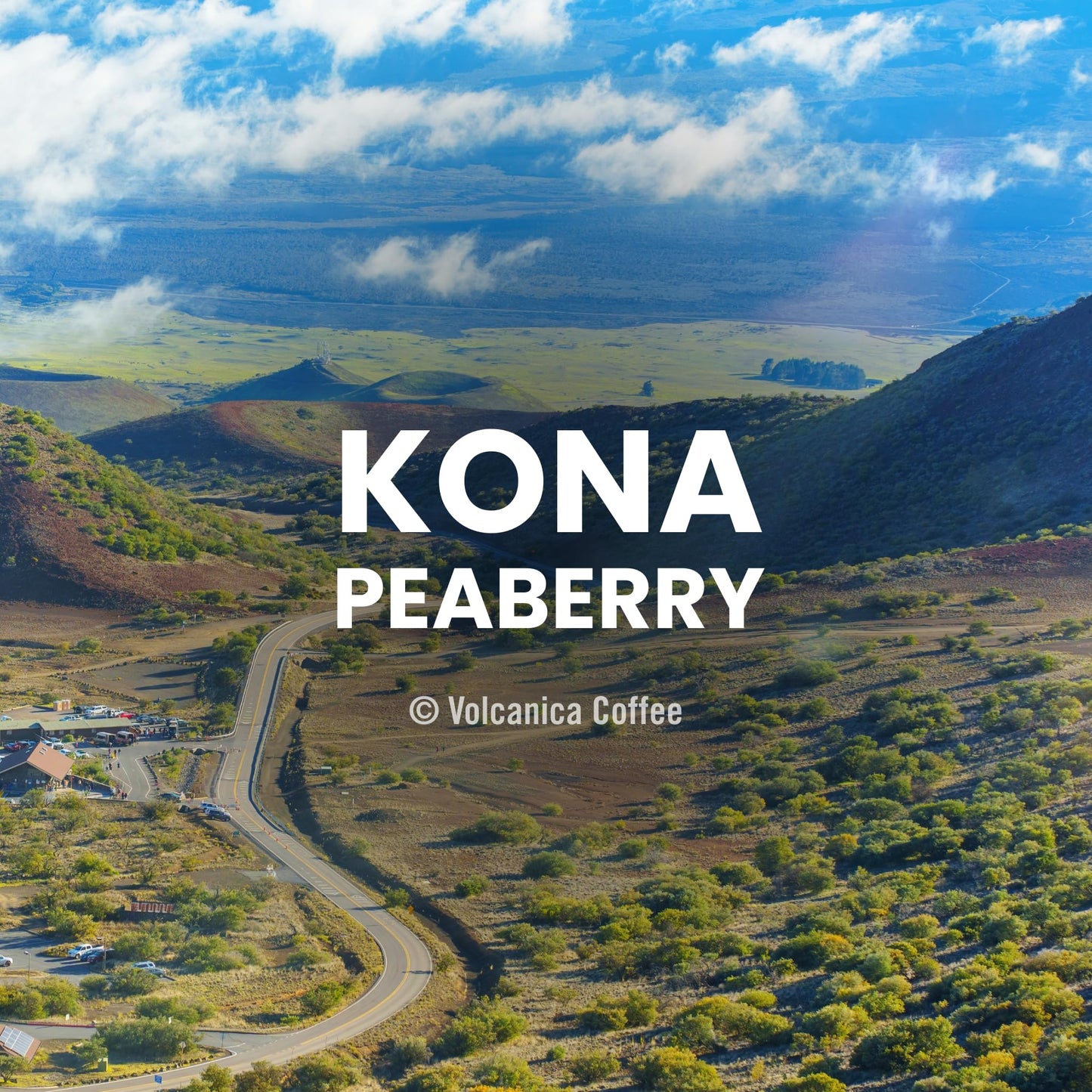 Kona Peaberry Coffee, 100% Pure, Gran Reserve, Whole Bean, Fresh Roasted, 16-ounce