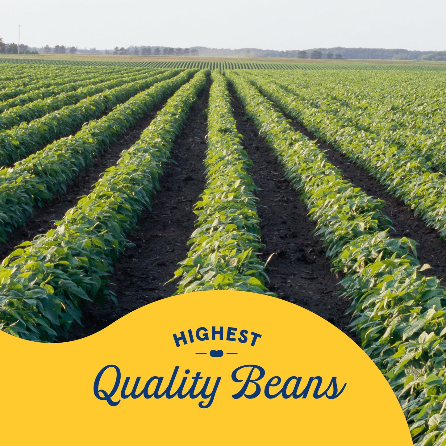 Bush's Best Dark Red Kidney Beans 16oz