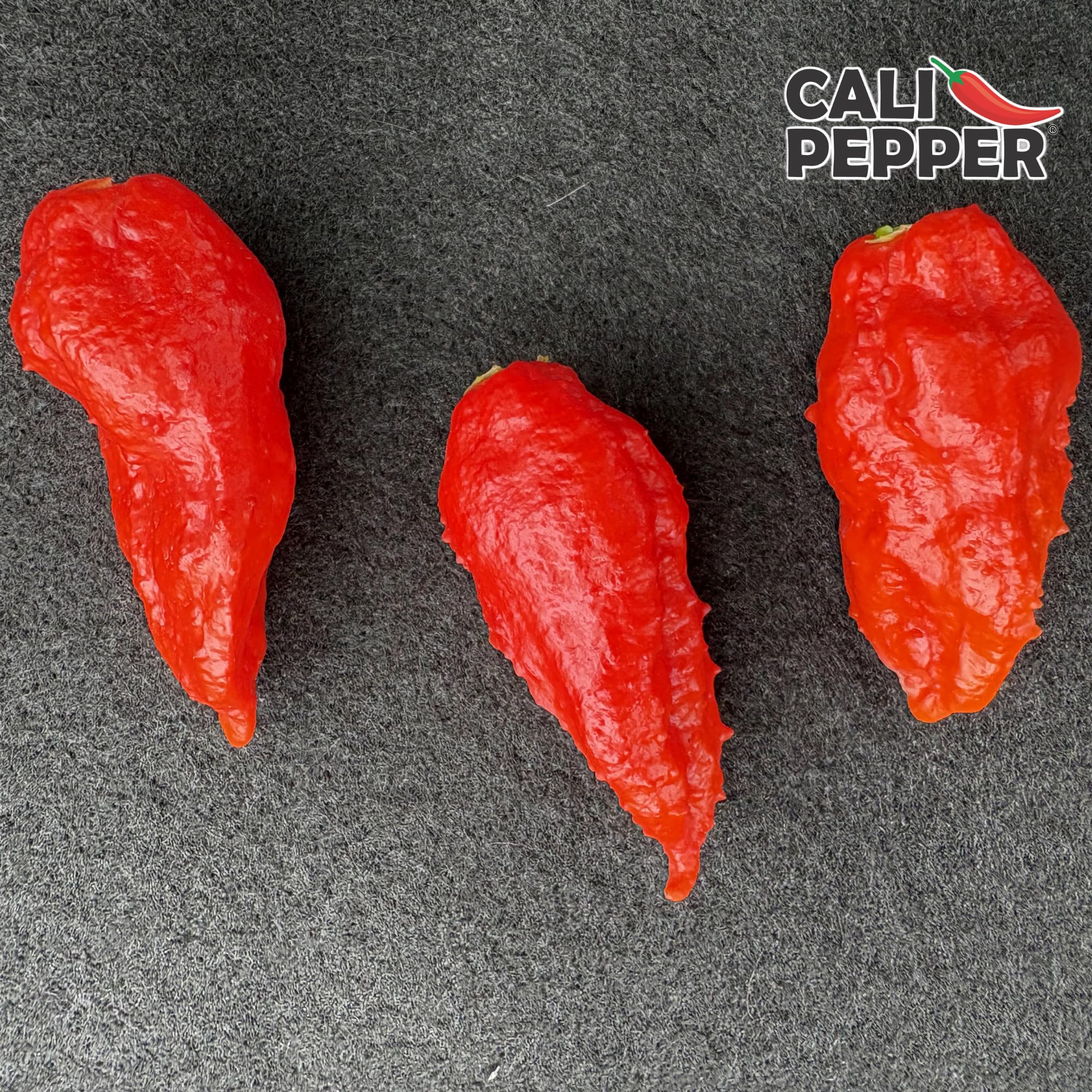 Cali Pepper Ghost Pepper Hot Sauce - Very Hot Chili Sauce Made from Aged Ghost Pepper - Over 130,000 SHU - Squeeze Bottle 8.4 fl oz