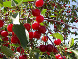 Pioneer Valley Fancy Continental Cherry Jam