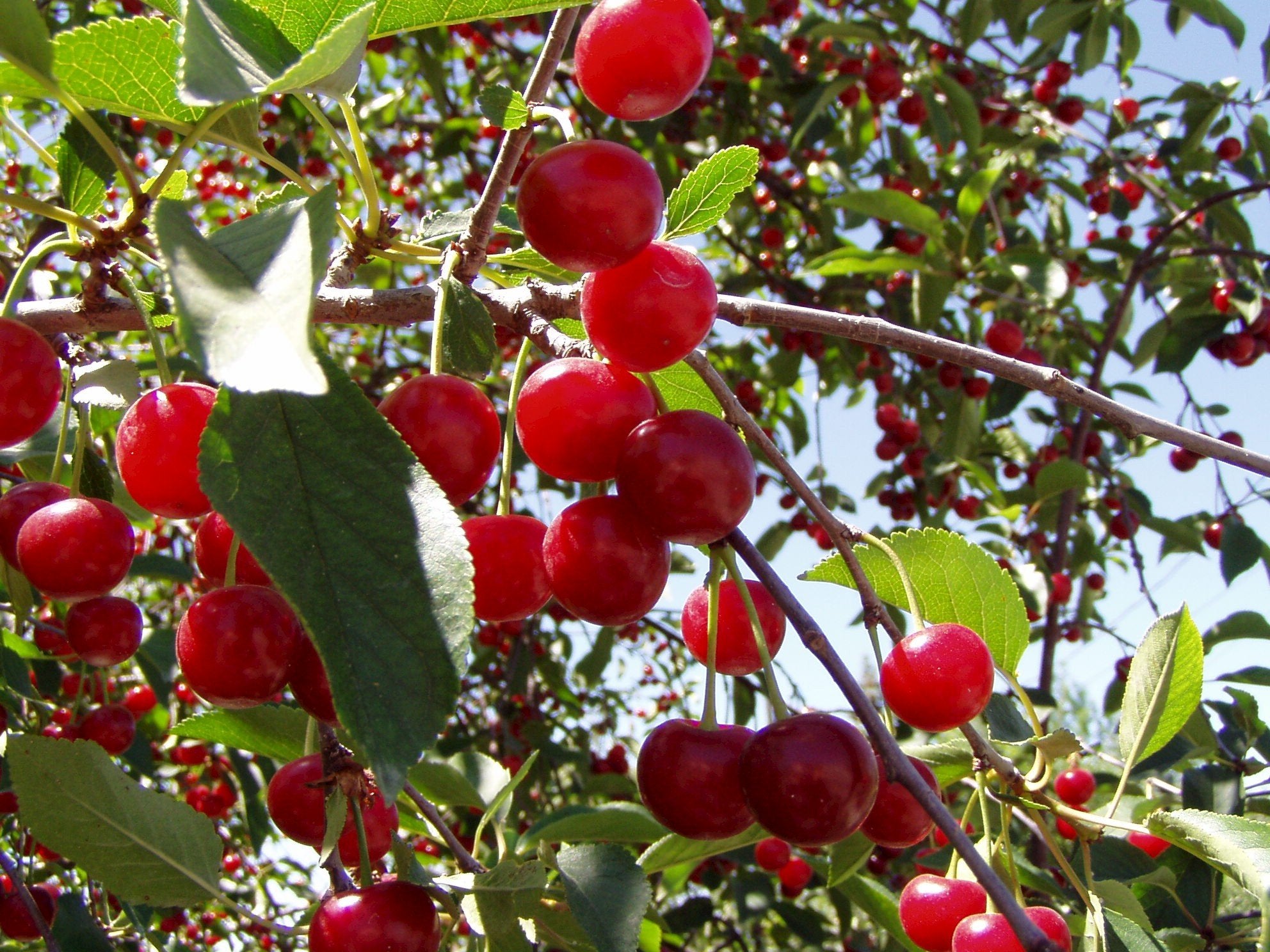 Pioneer Valley Fancy Continental Cherry Jam