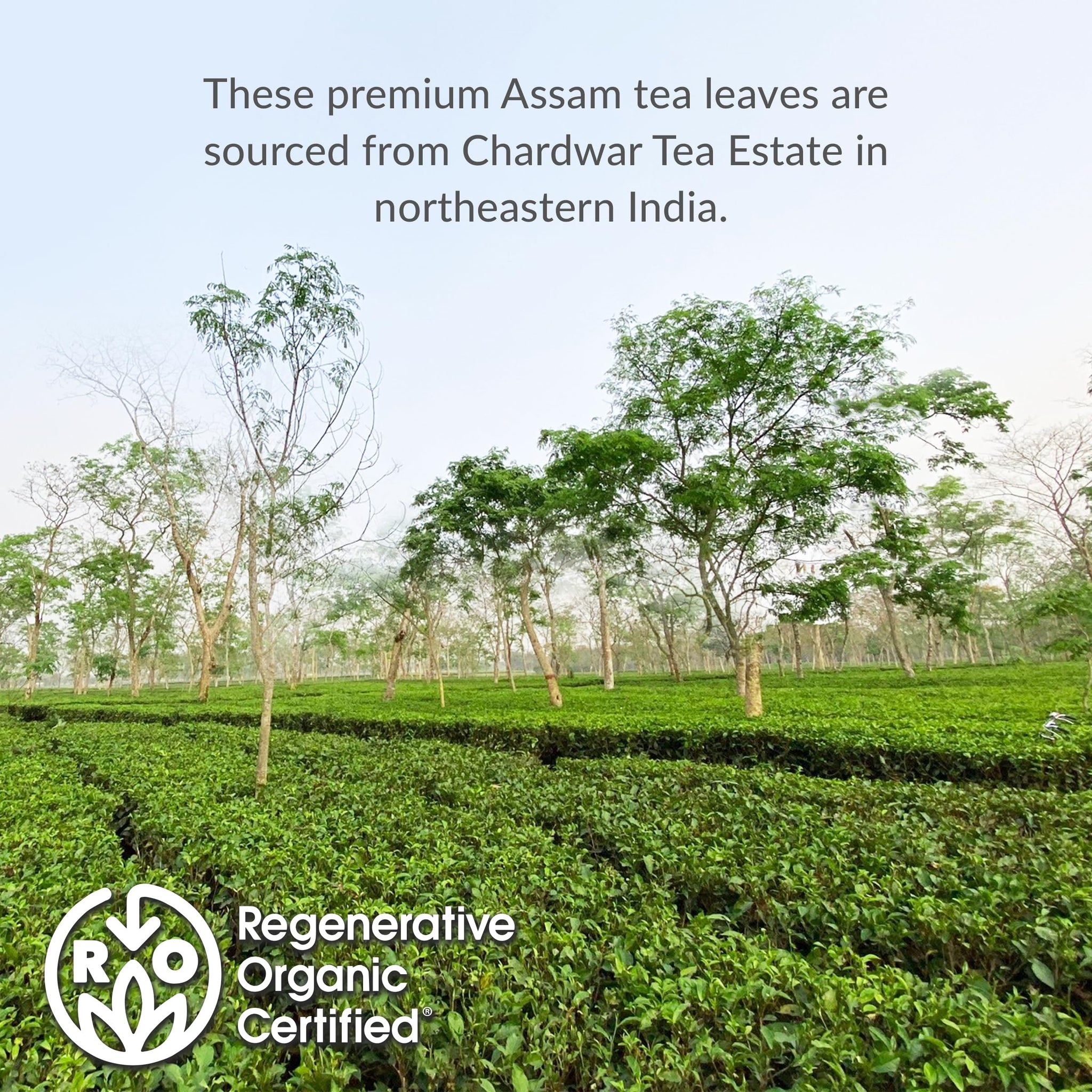 The Republic of Tea - Organic Assam, 36 Naturally Caffeinated Black Tea Bags, Regenerative Organic Certified