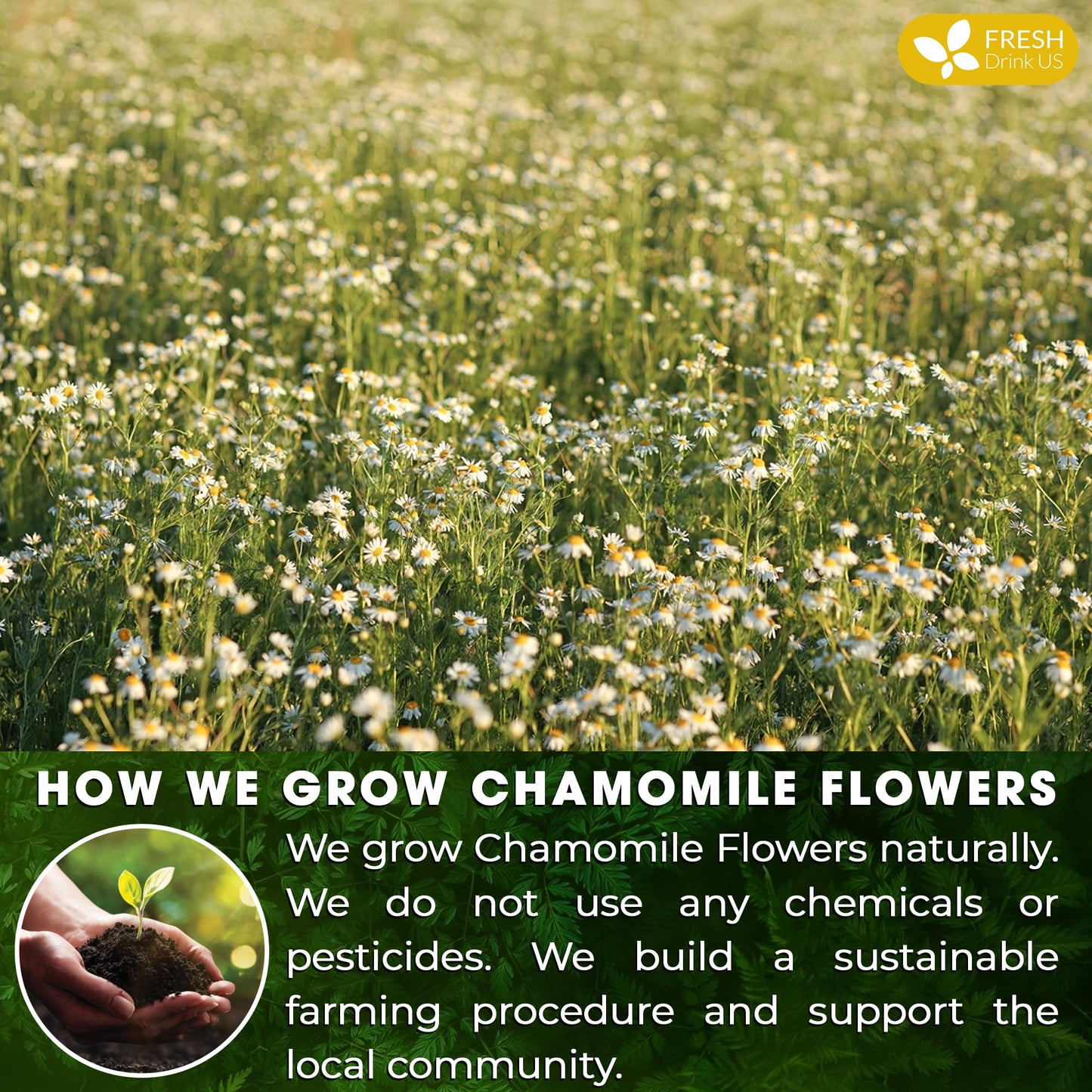 FRESHDRINKUS, Premium 60 Chamomile Tea Bags, 100% Natural and Pure Chamomile Flowers, Eco-conscious Tea Bags. Herbal Tea. No Sugar, No Caffeine, No