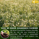 FRESHDRINKUS, Premium 60 Chamomile Tea Bags, 100% Natural and Pure Chamomile Flowers, Eco-conscious Tea Bags. Herbal Tea. No Sugar, No Caffeine, No