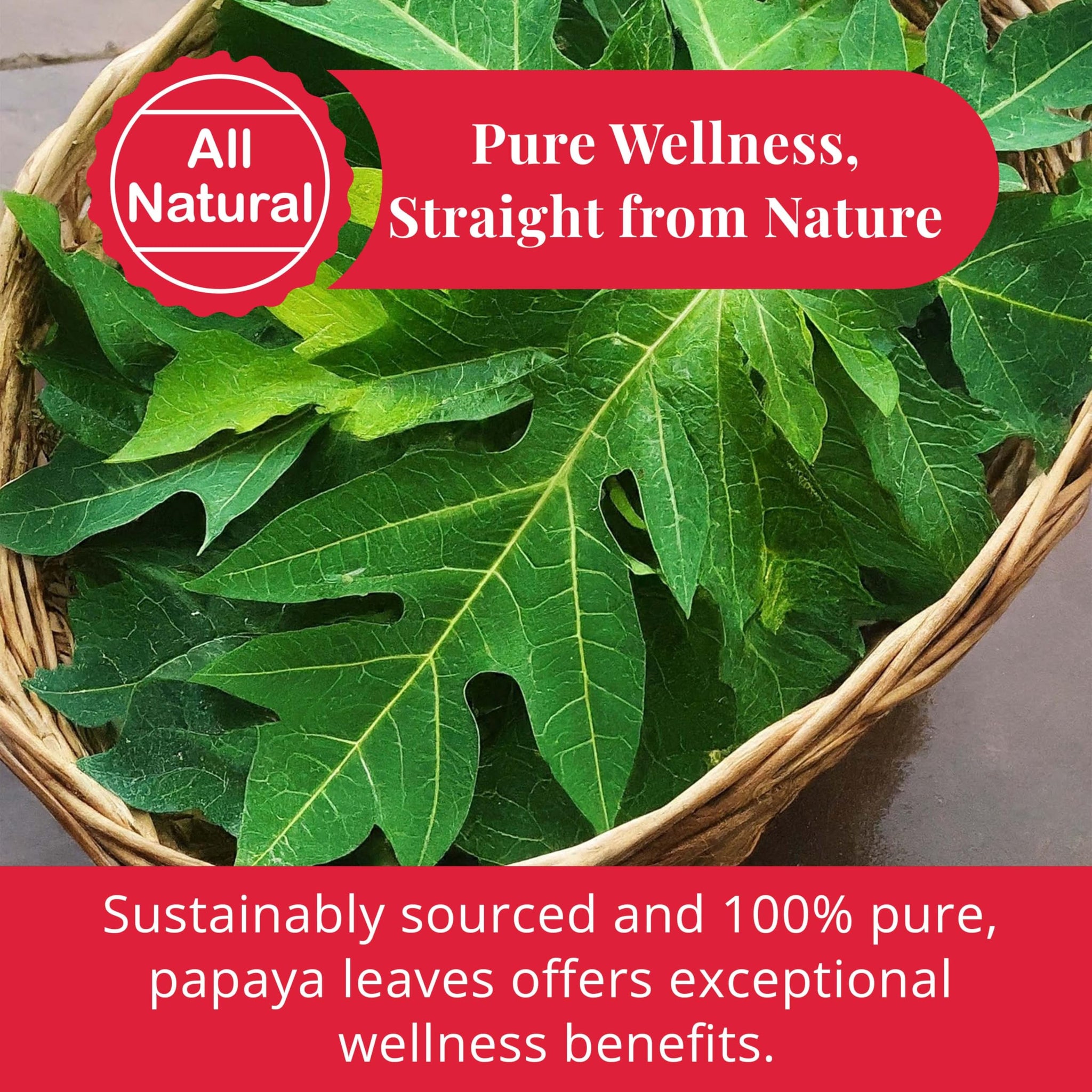 Akshit Dried Papaya Leaves, Leaf Tea, 100% Natural Green Papaya Leaf, 2.6oz, Dried Loose Leaves, Non GMO, No Additives, Caffeine Free.