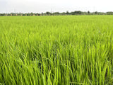 Rigel Spices | Thooyamalli Rice (4Lbs)| Jasmine Rice | 12+months aged | Sustainably grown naturally gluten free heritage rice