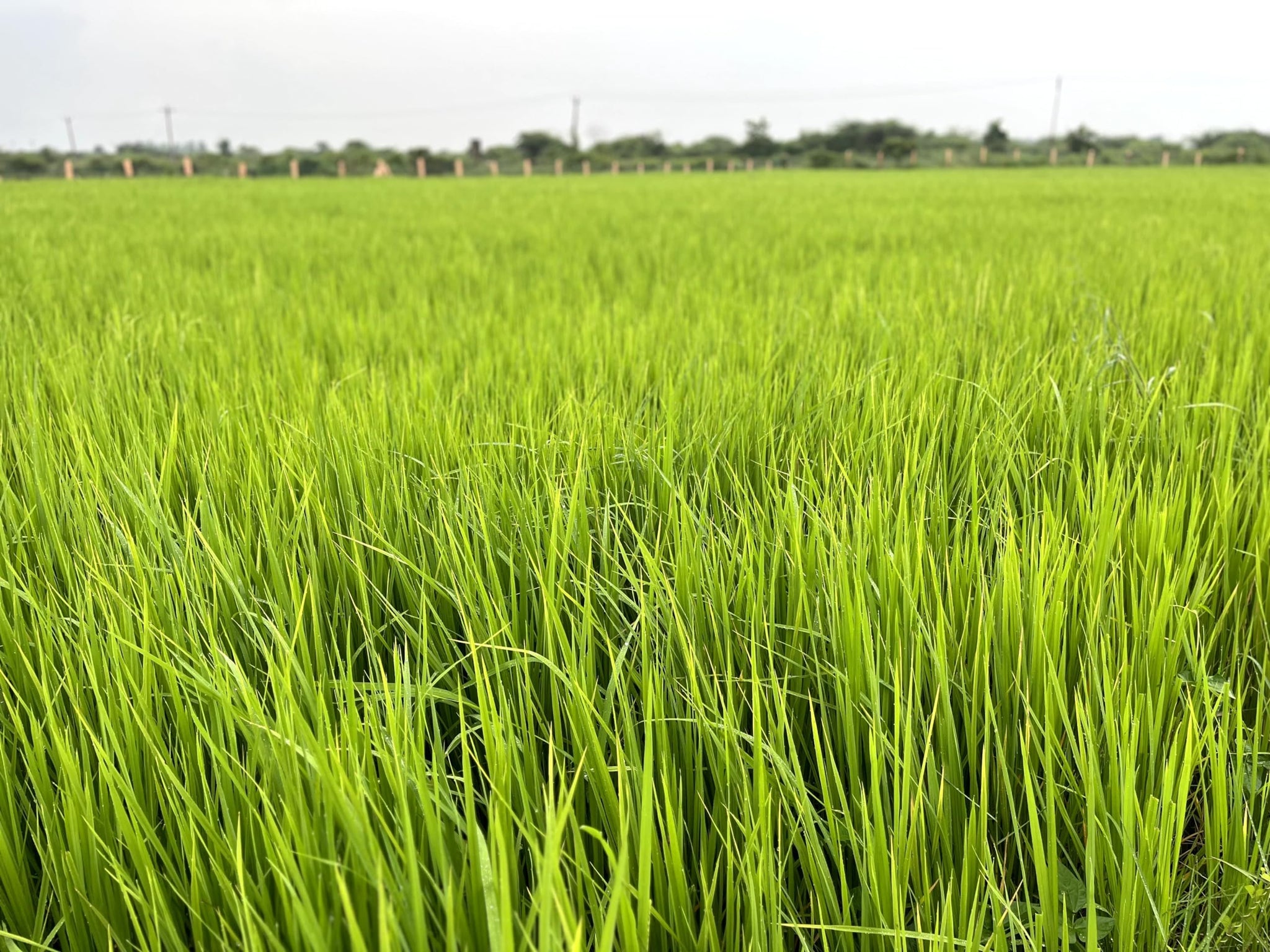 Rigel Spices | Thooyamalli Rice (4Lbs)| Jasmine Rice | 12+months aged | Sustainably grown naturally gluten free heritage rice